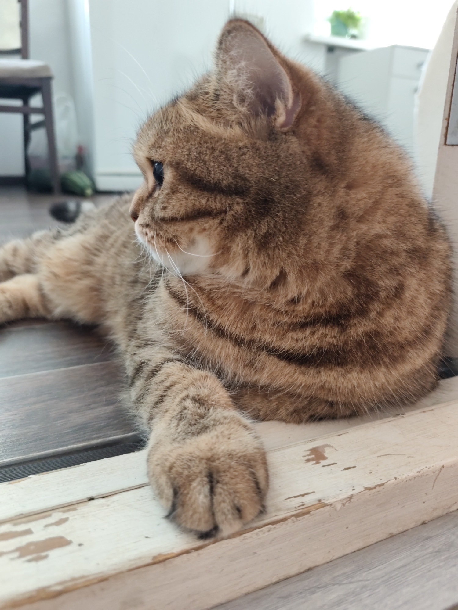 A tabby cat lies on a wooden floor next to a white wooden ledge. The cat is facing left, with its head turned slightly towards the viewer. Its fur is a mix of brown, black, and orange stripes. One of its paws is resting on the ledge. In the background, a chair and a cabinet are visible. The scene is indoors, likely in a residential setting. There is no indication of the specific location within Komsomolsk-on-Amur, Russia.