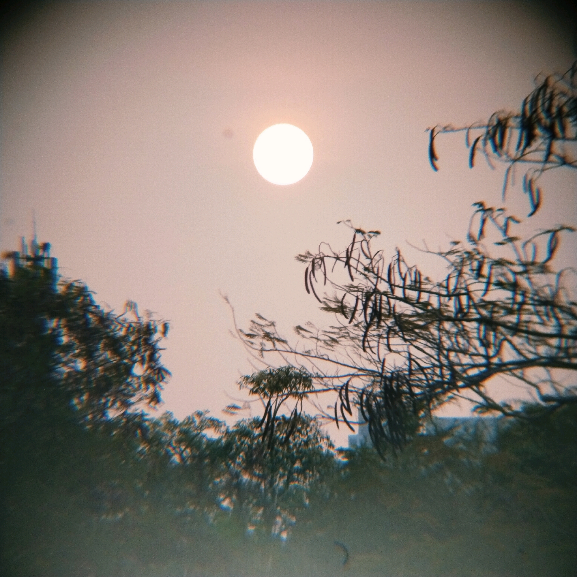 The image captures a hazy, possibly late afternoon or early morning sky over Surabaya, Indonesia. The sun is a bright, diffused circle in the upper center of the frame, its light casting a soft glow across the scene. In the foreground, branches of a tree with long, dark seed pods are silhouetted against the sky, appearing slightly out of focus with a chromatic aberration effect. The leaves on these branches are also blurred, some appearing green and others dark. Further down and to the left, a denser collection of trees and possibly buildings is visible, also heavily blurred and tinted with a greenish hue, hinting at the urban landscape of Surabaya. The overall impression is one of a natural element set against a subdued, possibly polluted or dusty, urban backdrop.