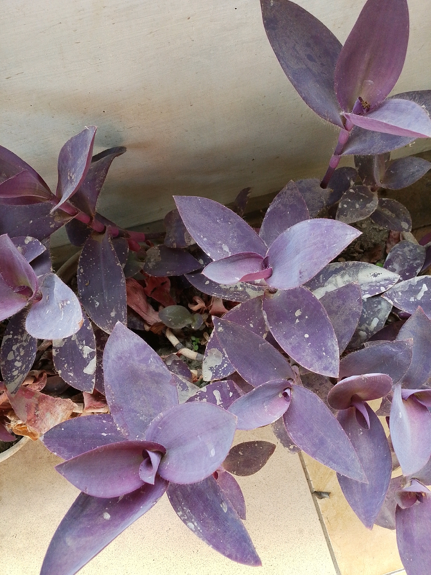 In Lawatan, Indonesia, a close-up, top-down shot focuses on a collection of purple heart plants, their leaves a vibrant shade of violet, dusted with a light powder. These plants are situated in a pot against a textured, light-colored wall, the floor beneath them made of pale, square tiles. The leaves exhibit a subtle fuzziness and some appear to have dried brown edges, hinting at their natural growth cycle. The lighting suggests it's daytime, casting soft shadows. The overall scene is one of natural beauty, with the striking purple of the foliage contrasting against the neutral background.