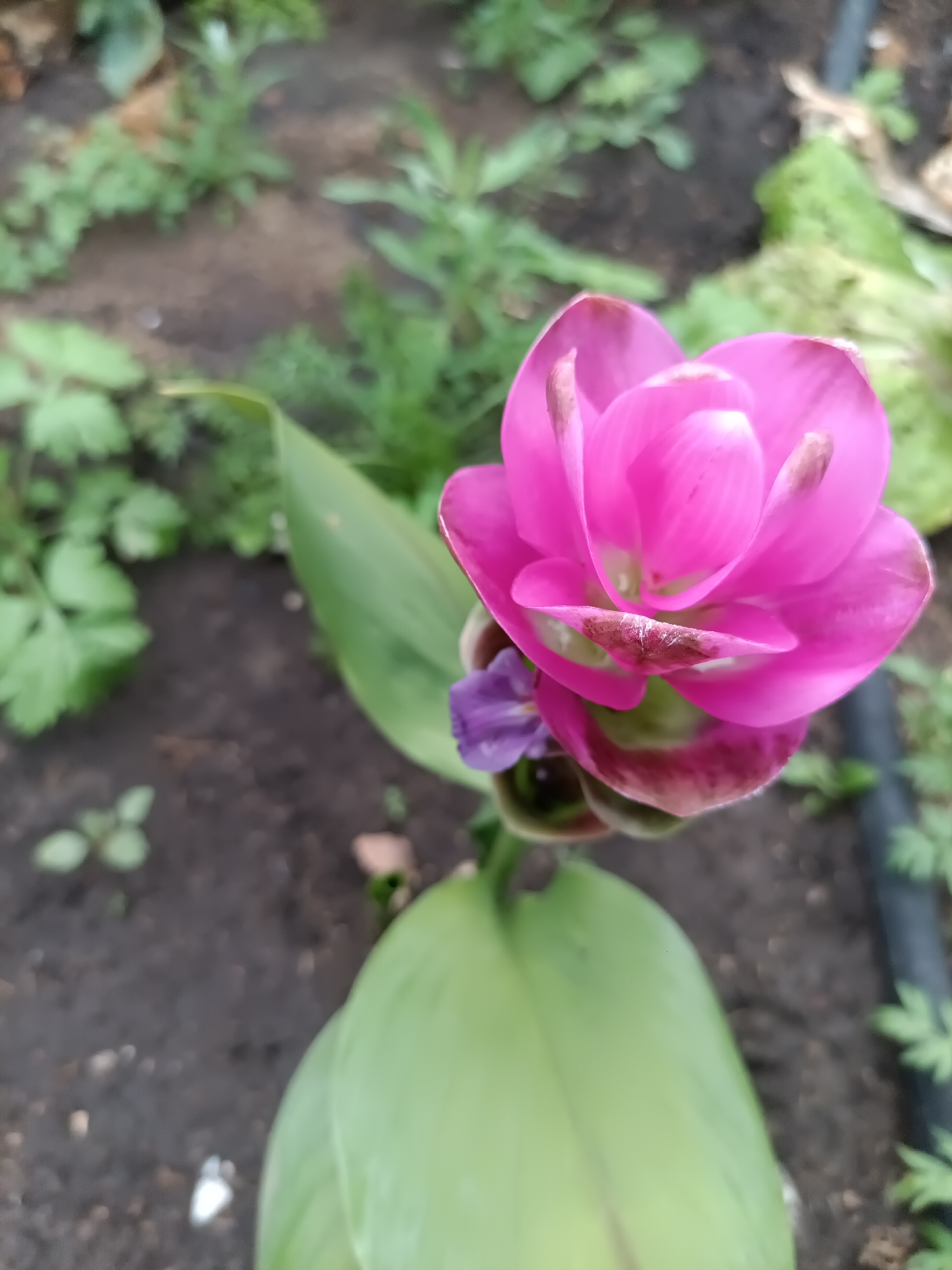 A close-up, vertical, eye-level shot captures a vibrant pink turmeric flower in bloom. The flower is the primary subject, with its delicate petals unfurling upwards and outwards. A smaller, purple flower is partially visible beneath the main bloom. The background consists of dark, moist soil with scattered green foliage and a few small plants. The lighting is soft and diffused, suggesting an overcast day or shade. The image appears to be taken outdoors, likely in a garden setting. There are no people or animals present. The scene is peaceful and natural, highlighting the beauty of the flowering plant. The location is identified as Petropavl, Kazakhstan.