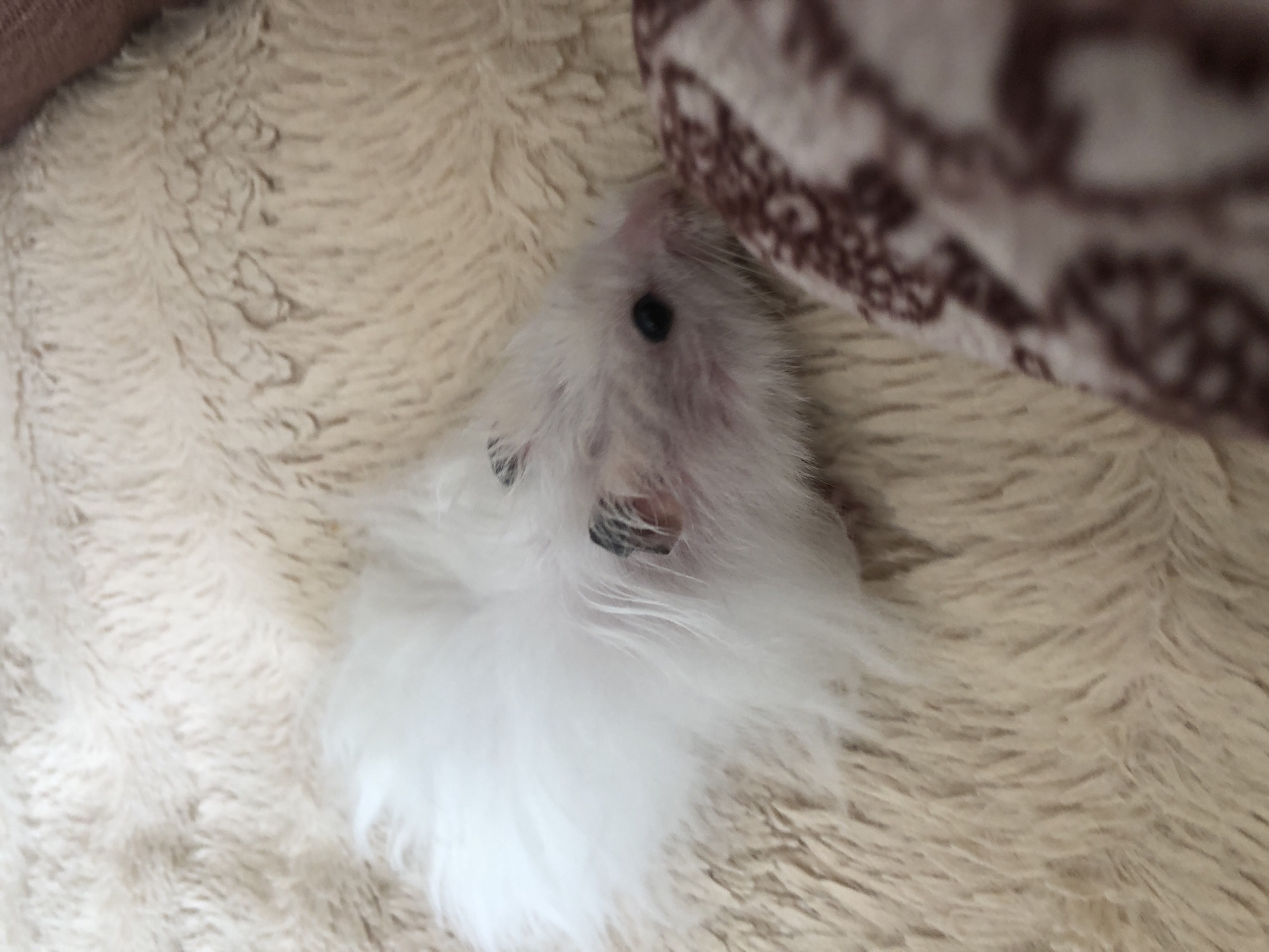 A fluffy white hamster with black-tipped ears is resting on a beige, fuzzy surface. The hamster's body is mostly white, with some pinkish skin visible around its face. Its black eye is visible, and its nose appears to be pink. Part of a brown and white patterned fabric is visible on the right side of the image, partially obscuring the hamster. The scene is indoors, with no indication of the city of Solikamsk, Russia.