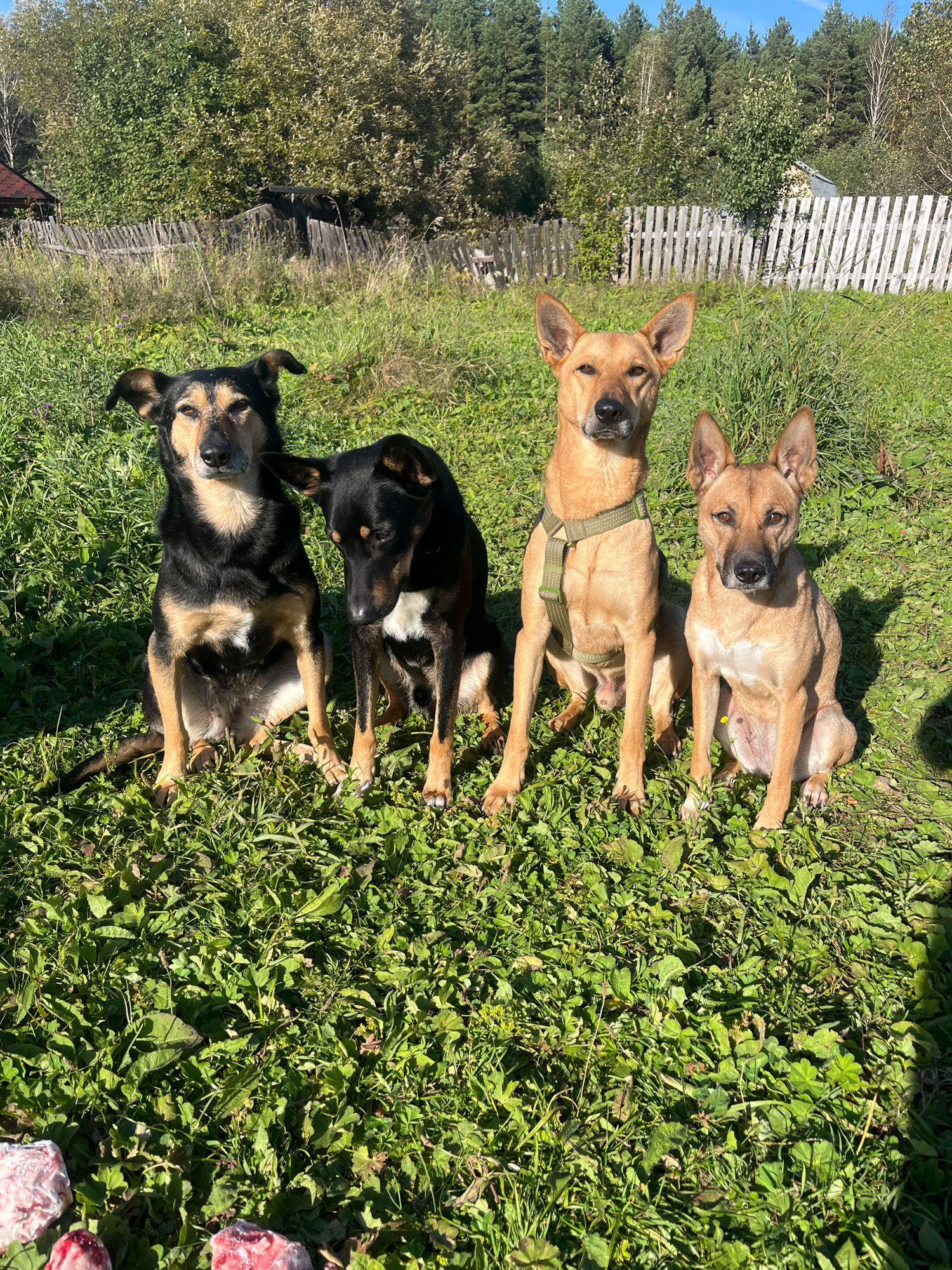 Four dogs are sitting in a grassy yard. The dogs are a variety of colors and breeds. In the background, there is a wooden fence and trees. The scene appears to be a rural or suburban setting. The location is specified as Nizhny Tagil, Russia.
