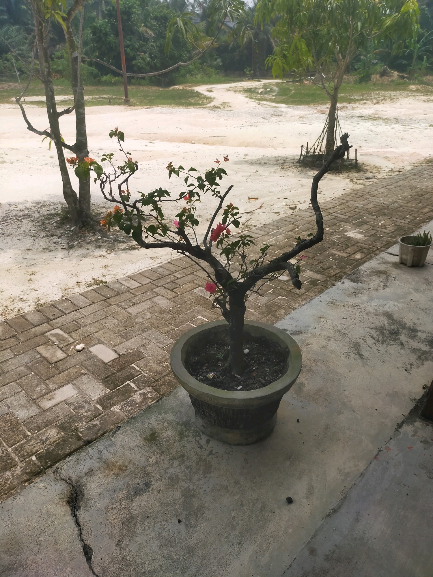 In Pekanbaru, Indonesia, a potted bougainvillea plant with pink and orange flowers sits on a concrete patio. The patio is adjacent to a brick walkway, and beyond that, a sandy area with some sparse vegetation. In the background, several trees are visible, including a larger mango tree supported by wooden stakes. The scene appears to be outdoors, possibly a residential or public space, with a rustic and natural ambiance.