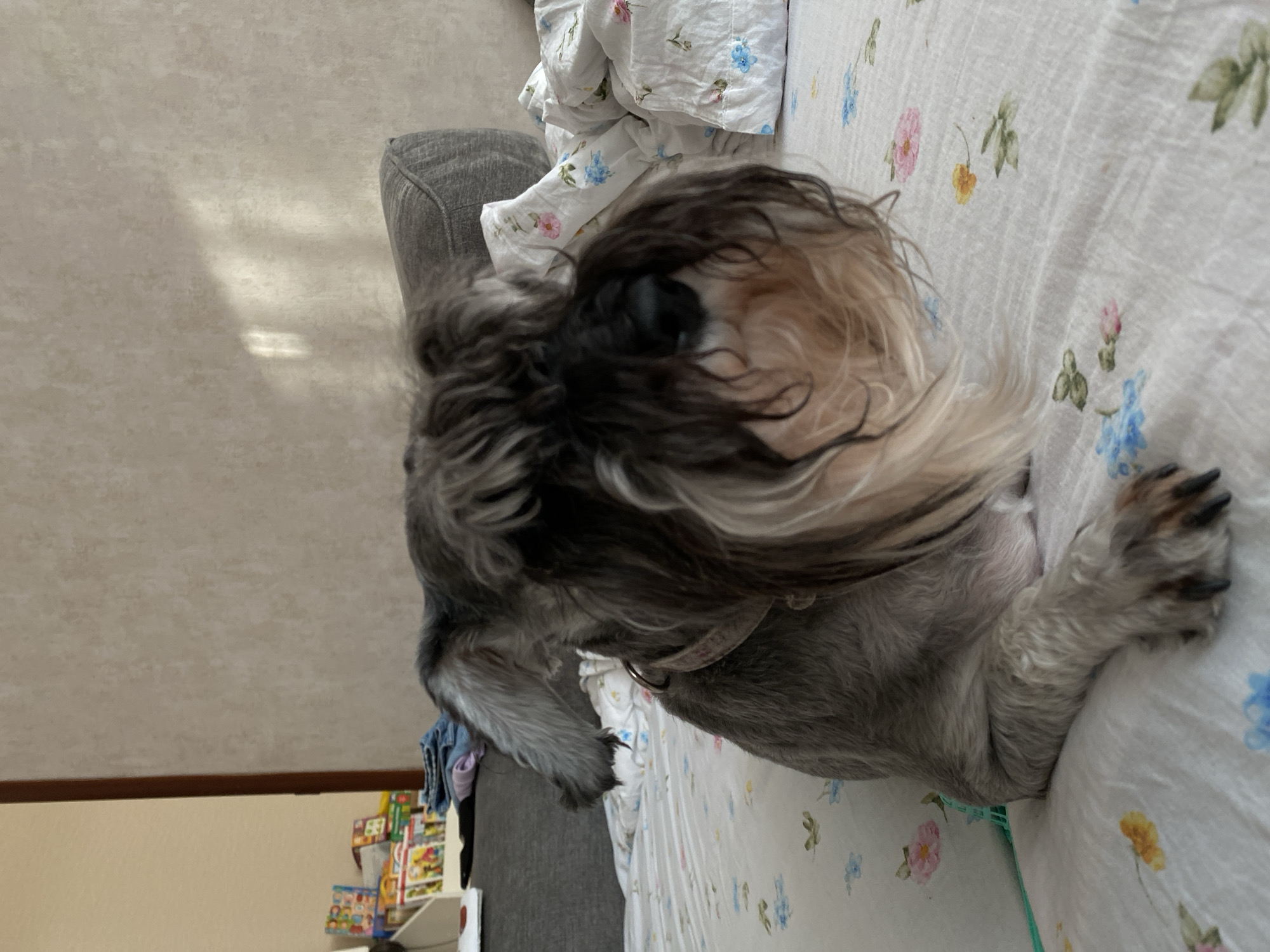 A gray Schnauzer dog rests on a floral-patterned bed. The dog is facing away from the viewer and towards the left. Its fur is a mix of gray, black, and white, obscuring its face. Part of a gray sofa is visible in the background, near the dog. Other items, including stacked objects (likely books and toys) are partially visible against a wall in the background. The location appears to be a domestic setting but there is no indication of it being in Chaikovsky, Russia.