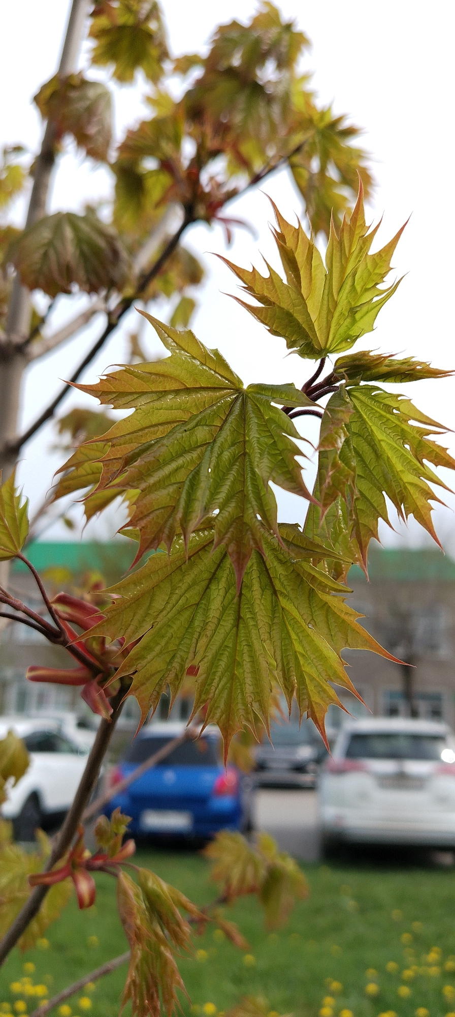 The image shows a close-up of young maple leaves on a tree branch in the city of Chaikovsky, Russia. The leaves are predominantly green with reddish-brown tips and veins. Several cars are parked in the background, including a blue hatchback and a white SUV. The ground is covered with green grass and small yellow flowers, likely dandelions. The sky is overcast, indicating a cloudy day. The focus is on the leaves in the foreground, with the background elements appearing blurred.