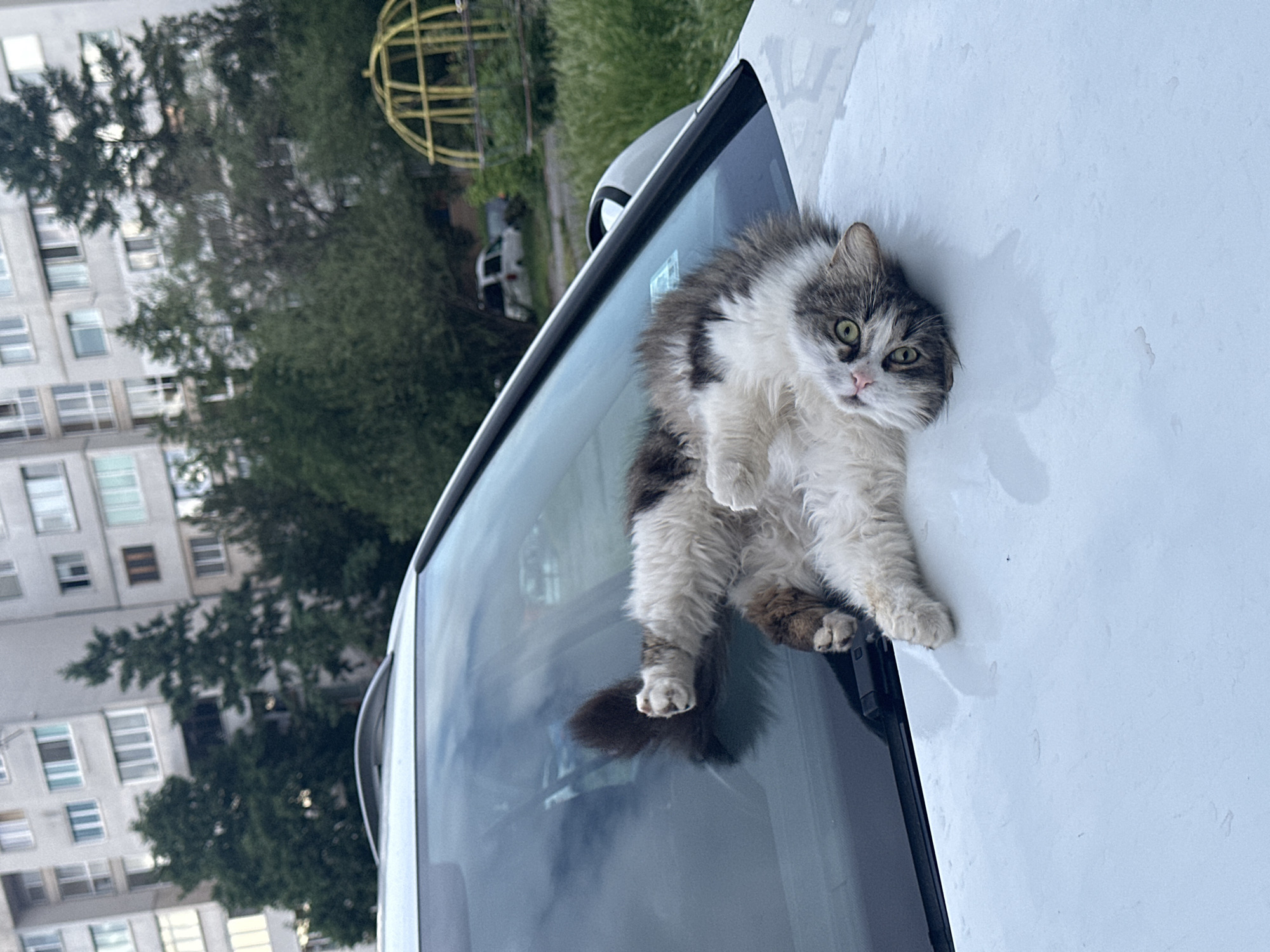 A fluffy, long-haired cat, primarily white and grey with some brown markings, is perched on the windshield and hood of a white car. The cat has large, round, green eyes and a pink nose, looking directly at the viewer with a curious or direct gaze. Its paws are visible, splayed out on the car's surface.
The setting appears to be an urban or suburban outdoor area, possibly a parking spot or street. In the background, multi-story residential or apartment buildings with numerous windows are visible. Lush green trees and foliage are present between the buildings and the car. To the upper right, a yellow, spherical metal playground structure can be seen.
The car's white hood shows some water marks or dampness, suggesting recent rain or dew. The cat's body is spread across the windshield and extends onto the hood, giving the impression it is relaxing or observing its surroundings from this elevated position. The time of day appears to be daytime, possibly overcast or late afternoon, with soft, diffused lighting. No clearly legible text is visible in the image. Given the context, the location is Sofia, Bulgaria.