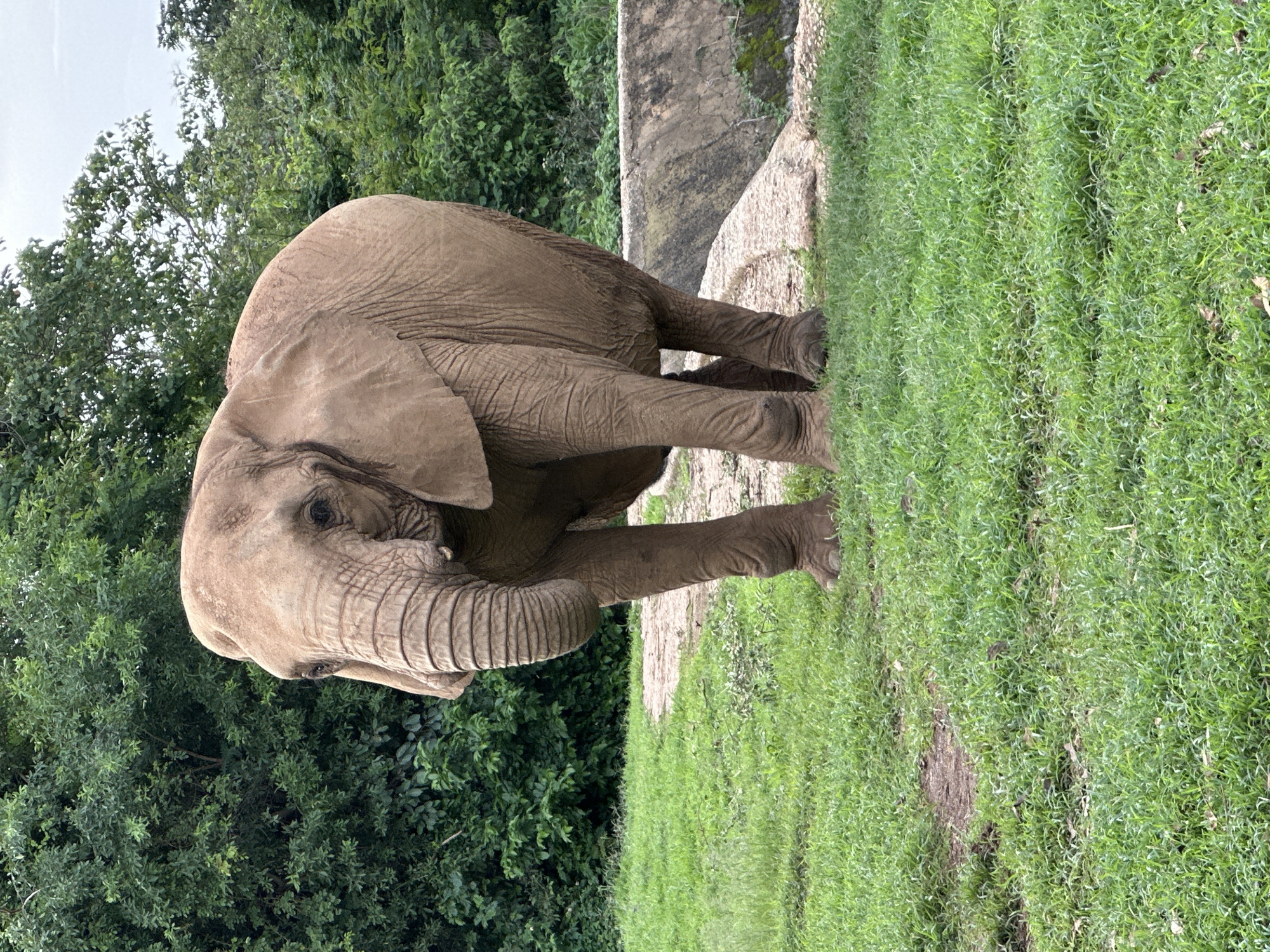 The image shows a large, adult elephant standing on a grassy area in what appears to be a zoological park or sanctuary. The elephant is facing slightly to the left of the camera, with its trunk hanging down. Its skin is a dusty brown color, and its ears are large and flappy. Behind the elephant, there is a dense green forest, and to its right, a low, curved concrete structure is visible. The ground in front of the elephant is covered in green grass with some patches of dry earth. The sky is overcast. The scene is set in an outdoor environment, possibly a wildlife enclosure within the city of Jos, Nigeria.
