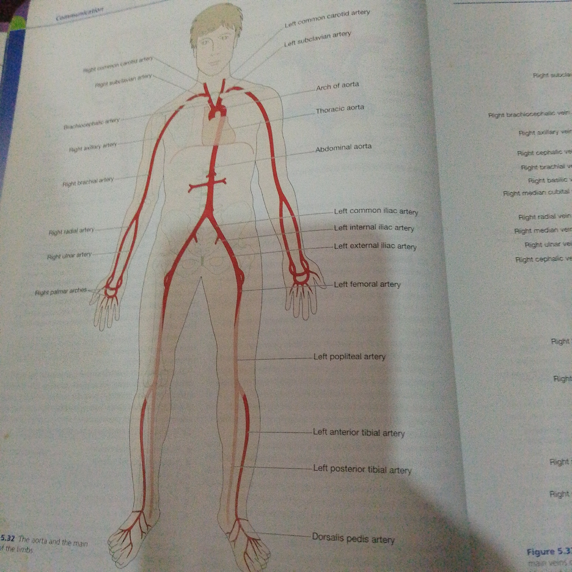 The image shows a diagram of the human circulatory system, specifically focusing on the major arteries and veins. The diagram is overlaid on a page from a textbook or educational material, as indicated by the presence of text and figure labels. The main subject is a stylized illustration of a human figure, outlined in light gray, with the arterial system highlighted in red. Lines connect labels to various parts of the arterial network.
The visible text labels identify different arteries and veins, such as "Right common carotid artery," "Left subclavian artery," "Arch of aorta," "Abdominal aorta," "Left femoral artery," and "Dorsalis pedis artery." There is also a caption at the bottom left corner, partially visible, stating "5.32 The aorta and the main of the limbs." On the right side of the page, there are more labels, including "Right brachiocephalic vein," "Right axillary vein," and "Right cephalic vein," indicating that both arteries and veins are depicted or discussed.
The style of the illustration is anatomical and educational, lacking any emotional or atmospheric context. There are no cues about the time of day, weather, or a specific real-world location within the diagram itself. The overall impression is one of an educational resource used for teaching anatomy. The mention of "Jalingo, Nigeria" in the prompt does not seem to be directly supported by visual elements within the image, suggesting it might be external context provided for the description.