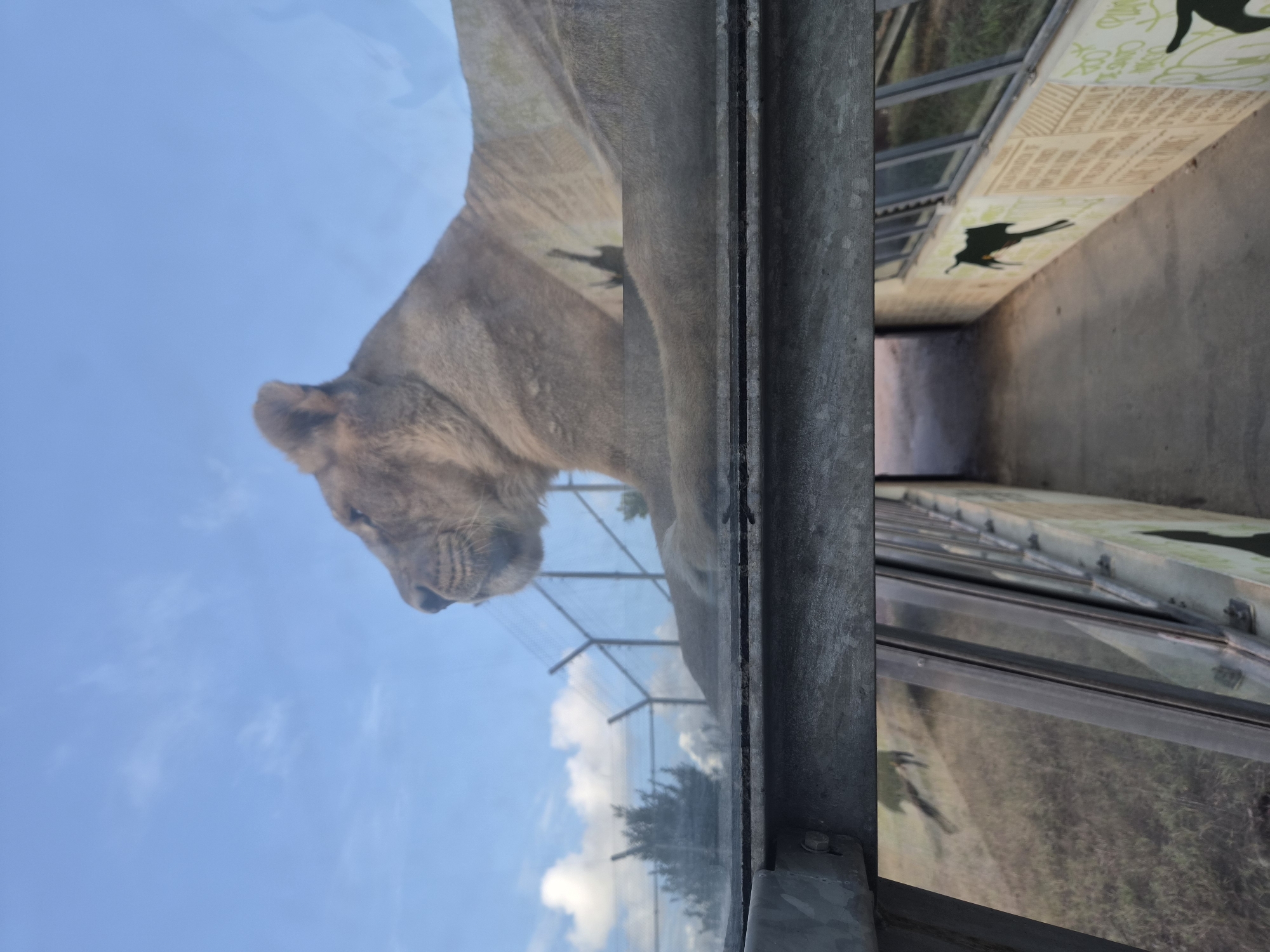 This image depicts a lion resting behind a glass enclosure, with a cloudy blue sky visible above. The lion is positioned in the upper half of the frame, looking to the left. In the background, a chain-link fence and some trees are visible. The foreground shows a walkway with painted murals on the wall. The environment appears to be an outdoor exhibit, possibly a zoo or wildlife park. The image is taken from a low angle, looking upwards towards the lion and the sky. The location is not specified in the image, and therefore cannot be determined.