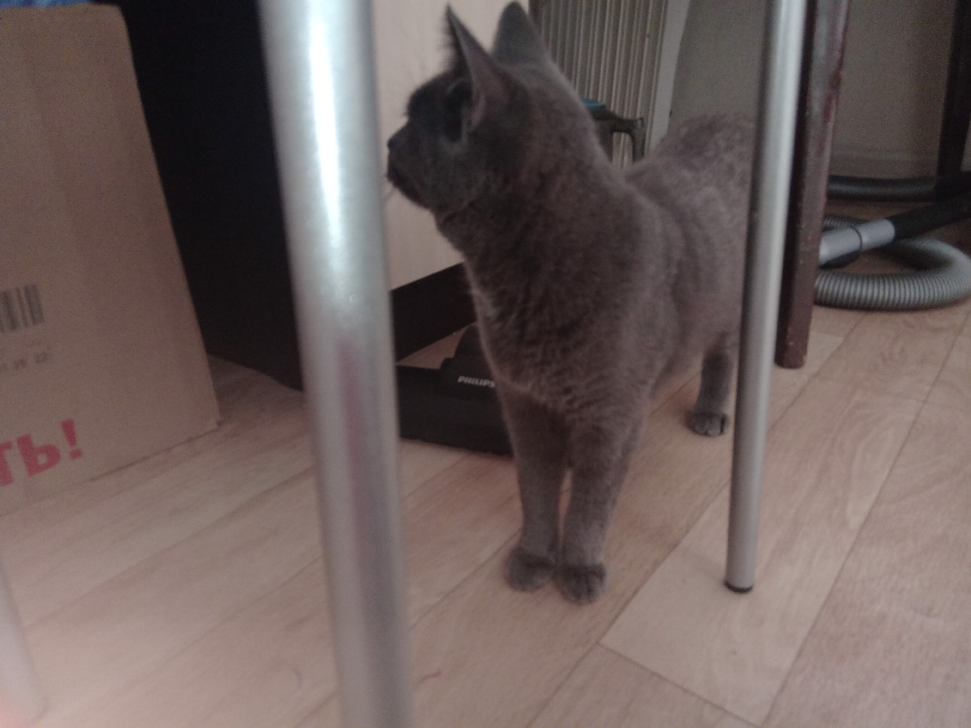 In a domestic interior, a grey cat stands on a light-colored wooden floor. The cat is facing right, with its head turned to the left. Behind the cat, a dark object with the brand "PHILIPS" is visible. To the left of the cat, a tall, cylindrical, metallic object is in the foreground, slightly obscuring the view of the cat. Further left, a cardboard box with red lettering is partially visible. In the background, a grey ribbed hose, possibly from a vacuum cleaner, is coiled on the floor. The overall lighting suggests an indoor setting with ambient light. The image does not contain any recognizable landmarks or features that would place it specifically in Buguruslan, Russia.