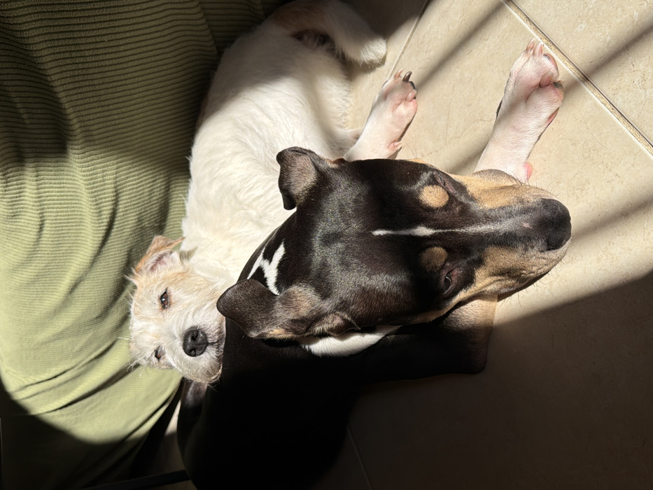 Two dogs are depicted indoors, lying on a light-colored tiled floor and against a ribbed, light olive-green fabric cushion or sofa. Strong, direct sunlight illuminates the scene from the right, casting distinct shadows.
The upper dog is predominantly white with some light brown fur on its head, which appears shaggy. It is lying on its side, resting its head on the back of the lower dog, and looking directly towards the viewer with partially squinted eyes. Its body is partially in shadow.
The lower dog is tri-colored (black, tan, and white) with short fur. It is lying prone on the tiled floor, facing towards the left. Its head is resting downwards, and its eyes appear to be closed or looking away from the camera. White markings are visible on its face, chest, and paws, particularly where the sunlight hits.
The floor consists of square, light-colored tiles with visible grout lines. The specific city location of Tel-Aviv, Israel, cannot be determined from the visual information within the image.