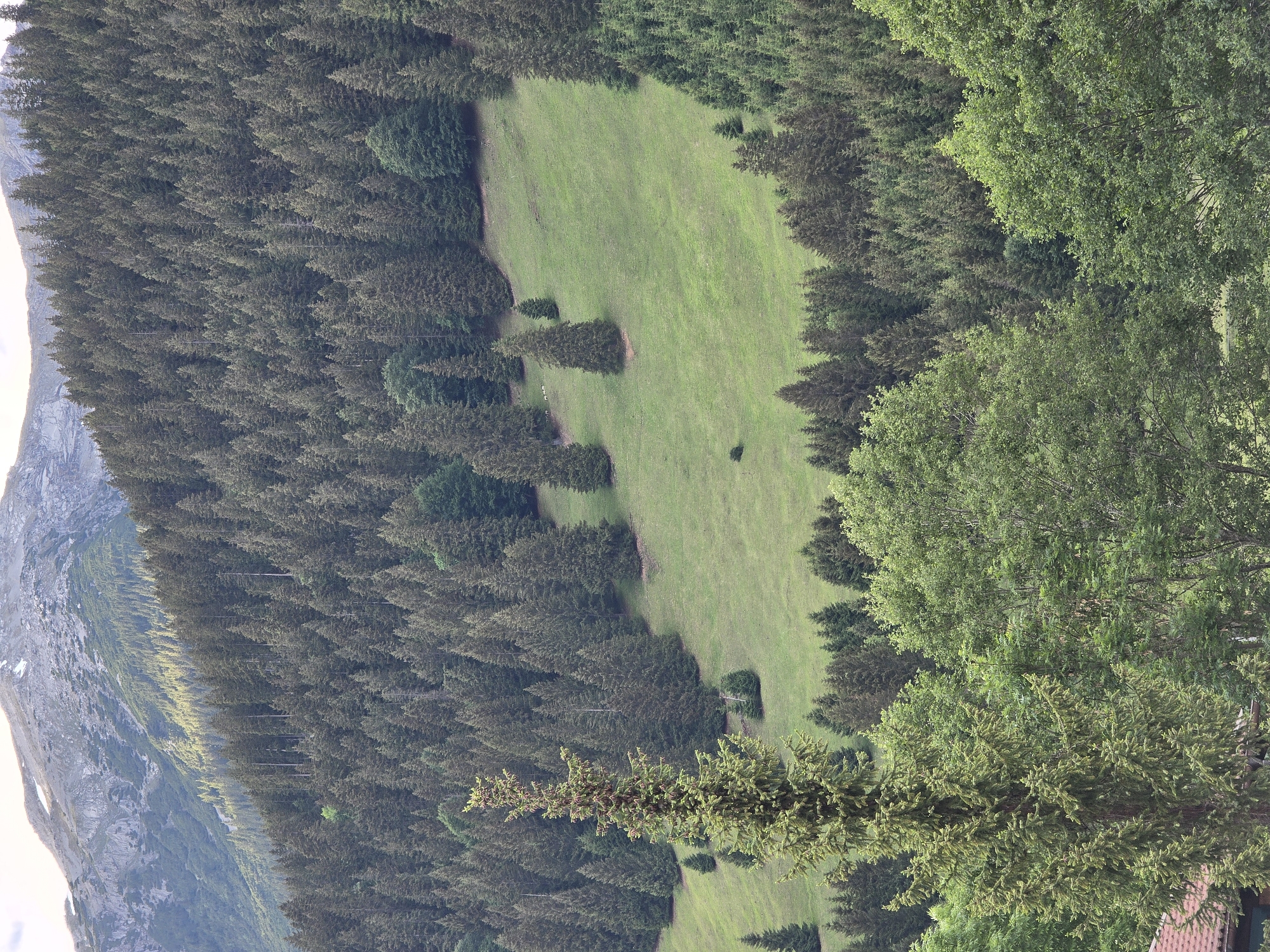 This image captures a high-angle view of a verdant alpine landscape, consistent with the Lermoos, Austria, location context. The central feature is a lush, bright green meadow, irregular in shape, serving as a clearing within a dense forest. Several tall, dark green coniferous trees are scattered across this grassy expanse.
The meadow is surrounded on all sides by thick tree cover. On the left and receding into the distance, a vast expanse of dark green coniferous forest dominates, stretching towards a majestic, rugged grey mountain range in the far background. The mountains display rocky textures and lighter patches, hinting at snow or high-altitude terrain. Closer to the foreground and on the right side of the frame, the forest comprises a mix of dark coniferous trees and brighter green deciduous trees with full foliage. A small section of a reddish-brown tiled roof, likely belonging to a building or hut, is partially visible at the bottom right corner, nestled among the trees.
The scene is illuminated by bright, diffused daylight, suggesting clear weather. There are no visible people, animals, or specific activities taking place, emphasizing the natural, tranquil beauty of the mountainous environment. No text is visible within the image.