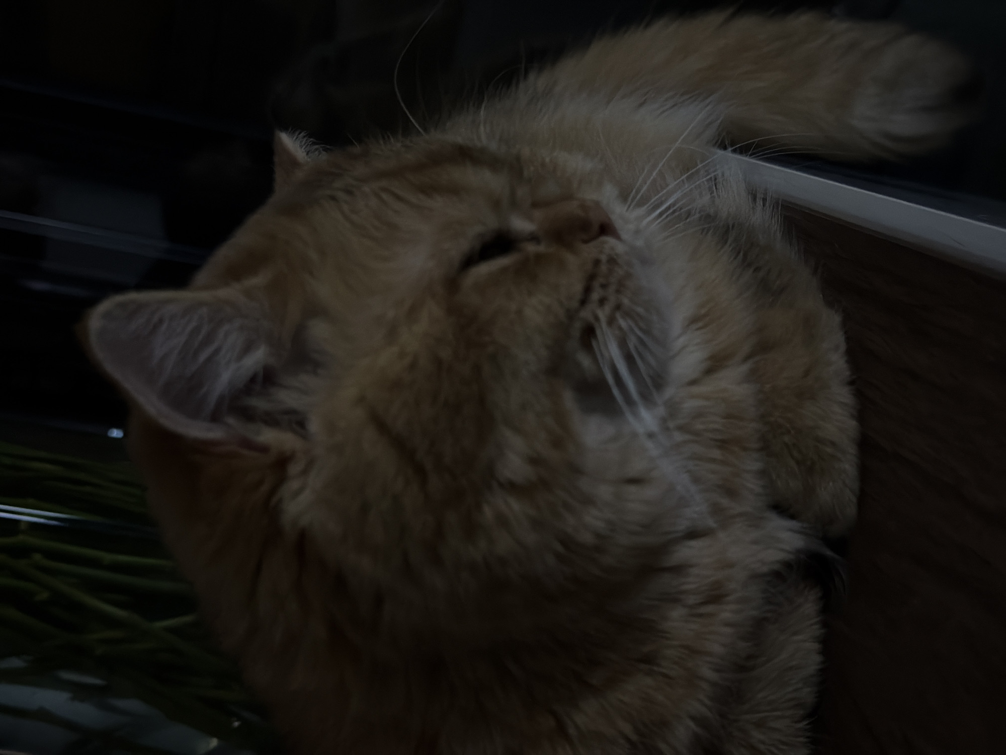 A close-up, low-light, side-profile shot focuses on an orange cat resting on a dark wooden surface. The cat's eyes are closed, and its head is slightly tilted. Its fur appears fluffy and has subtle tabby markings. Visible elements include the cat's ears, whiskers, nose, and paws. In the background, out of focus, are vertical green stems and dark, indistinct shapes that suggest an indoor environment, possibly a home or a restaurant in Đà Nẵng, Vietnam. The lighting is dim, with the main light source appearing to be from the right, highlighting the cat's fur.