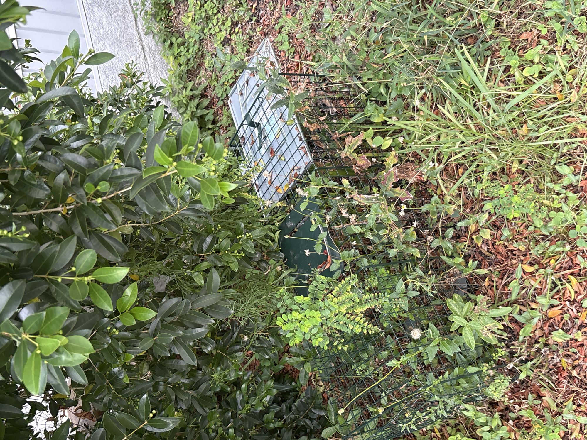 A wire-mesh animal trap, partially obscured by dense green foliage and dry leaves, is situated in a yard in South Bradenton, United States of America. The trap is rectangular with a metal top and appears to be empty. Surrounding the trap is an array of green plants, weeds, and fallen leaves on the ground. A grey building facade is visible in the background, peeking through the leaves of a tree.