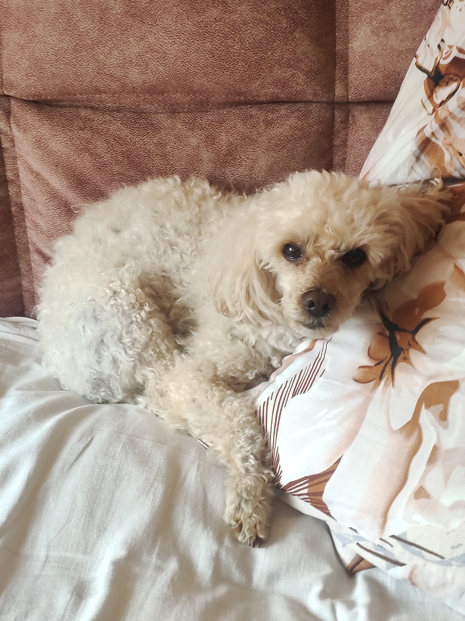 A light-colored poodle is lying on a bed, resting its head on a pillow with a floral pattern. The poodle is facing the camera with its eyes open. The bed appears to be in a domestic setting, with a tufted headboard visible behind the dog and a white sheet covering the mattress. There is no discernible information in the image that could indicate its location in Chaikovsky, Russia.