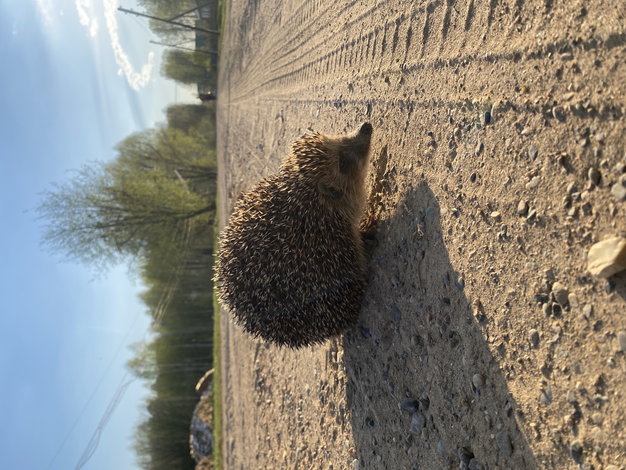 A hedgehog stands on a dirt road. The road has tire tracks running lengthwise. The background shows a blue sky, green trees, and utility poles. The location is Узяр, Russia.