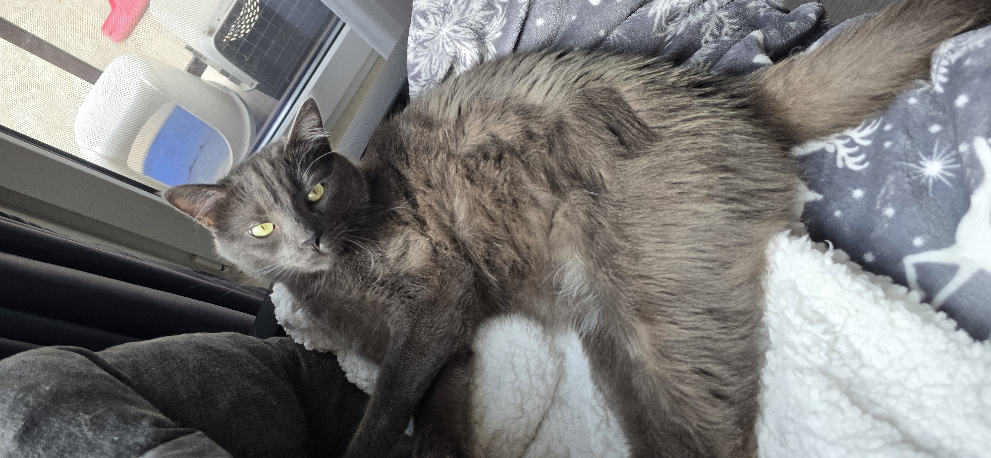 An indoor shot captures a fluffy gray cat with bright green eyes lying on a patterned blanket near a window. The cat is positioned on its side, with its head tilted and looking directly at the camera. The window behind the cat reveals a glimpse of outdoor elements, including a portion of a pet door, a pink object, and what appears to be an outdoor enclosure. The background also includes dark curtains and a gray upholstered piece of furniture. The scene is likely within a residential setting.
