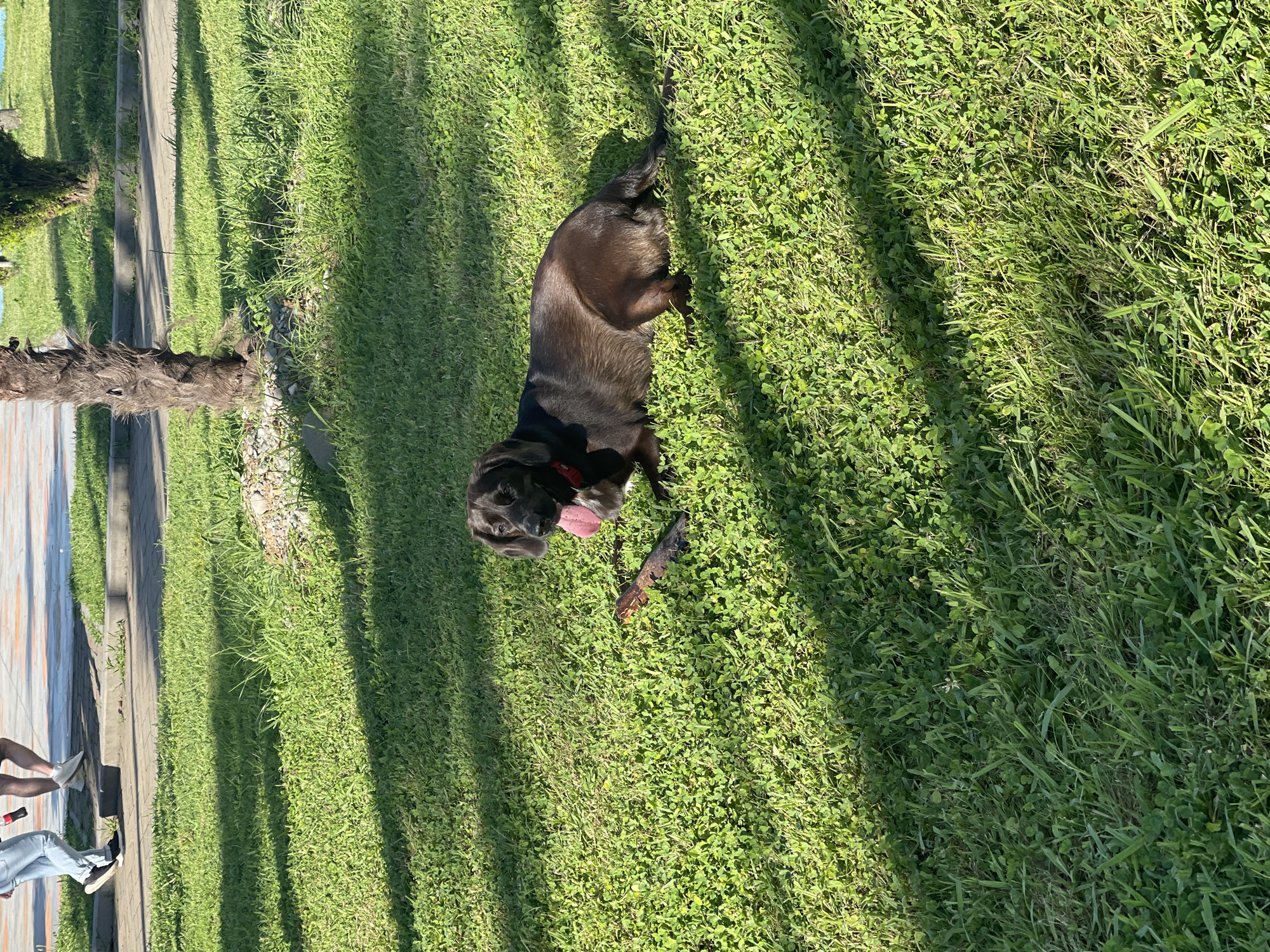 A dark brown Dachshund mix is lying on a grassy lawn in Batumi, Georgia. The dog has its tongue hanging out and appears to be resting. A stick is positioned in front of the dog. In the background, the legs of two people are visible walking on a paved path. The path is bordered by a curb, and beyond that is more grass and a palm tree. The lighting suggests it is daytime, with strong shadows indicating sunlight.