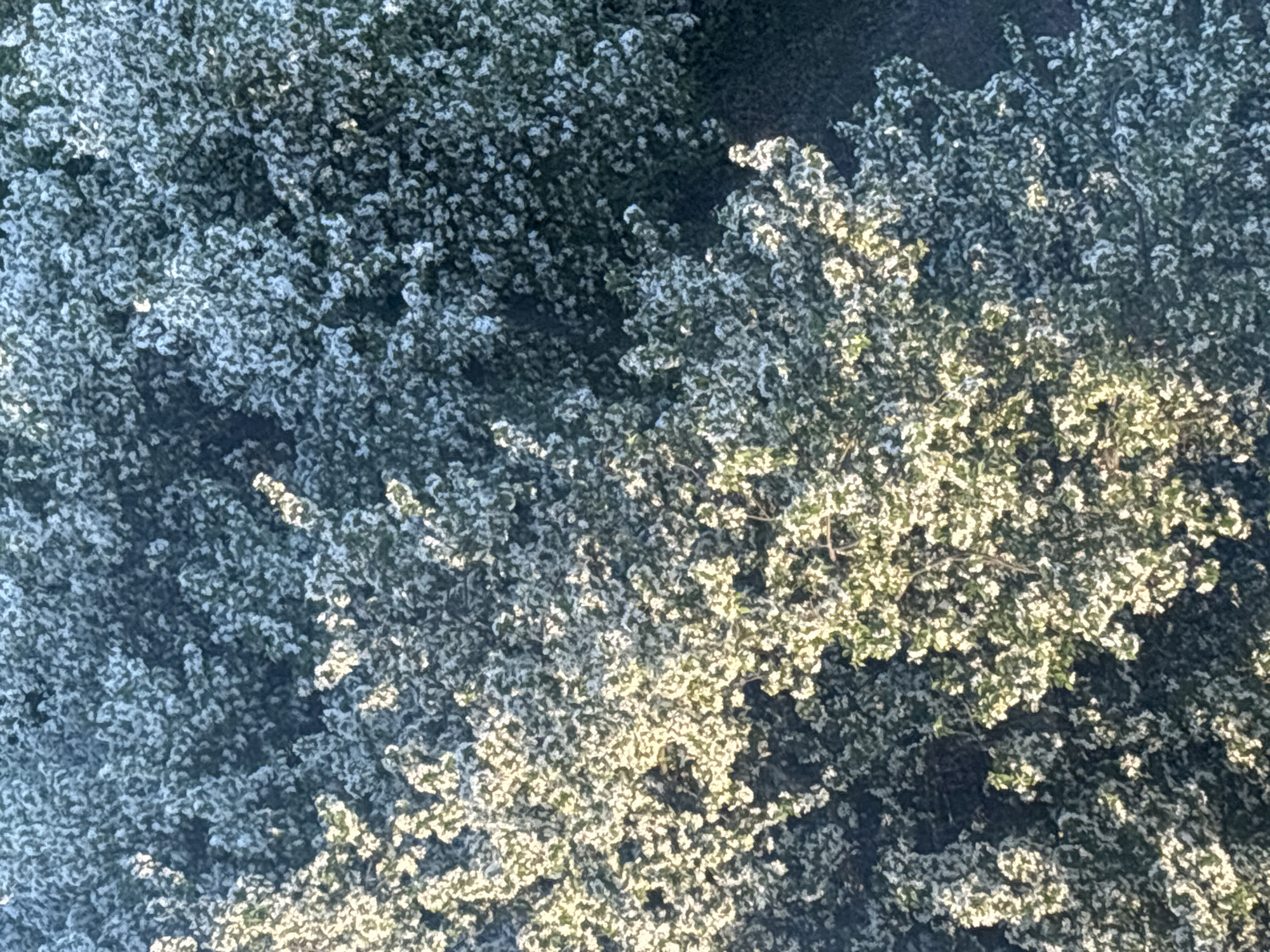 The image shows a dense cluster of trees, possibly in a park or green area. The foliage appears to be in bloom with small white or light-colored flowers. The sunlight filters through the branches creating bright and shaded areas. I am unable to ascertain the location within the city of Chaikovsky, Russia, from this image alone. There are no people or discernible objects other than the trees.