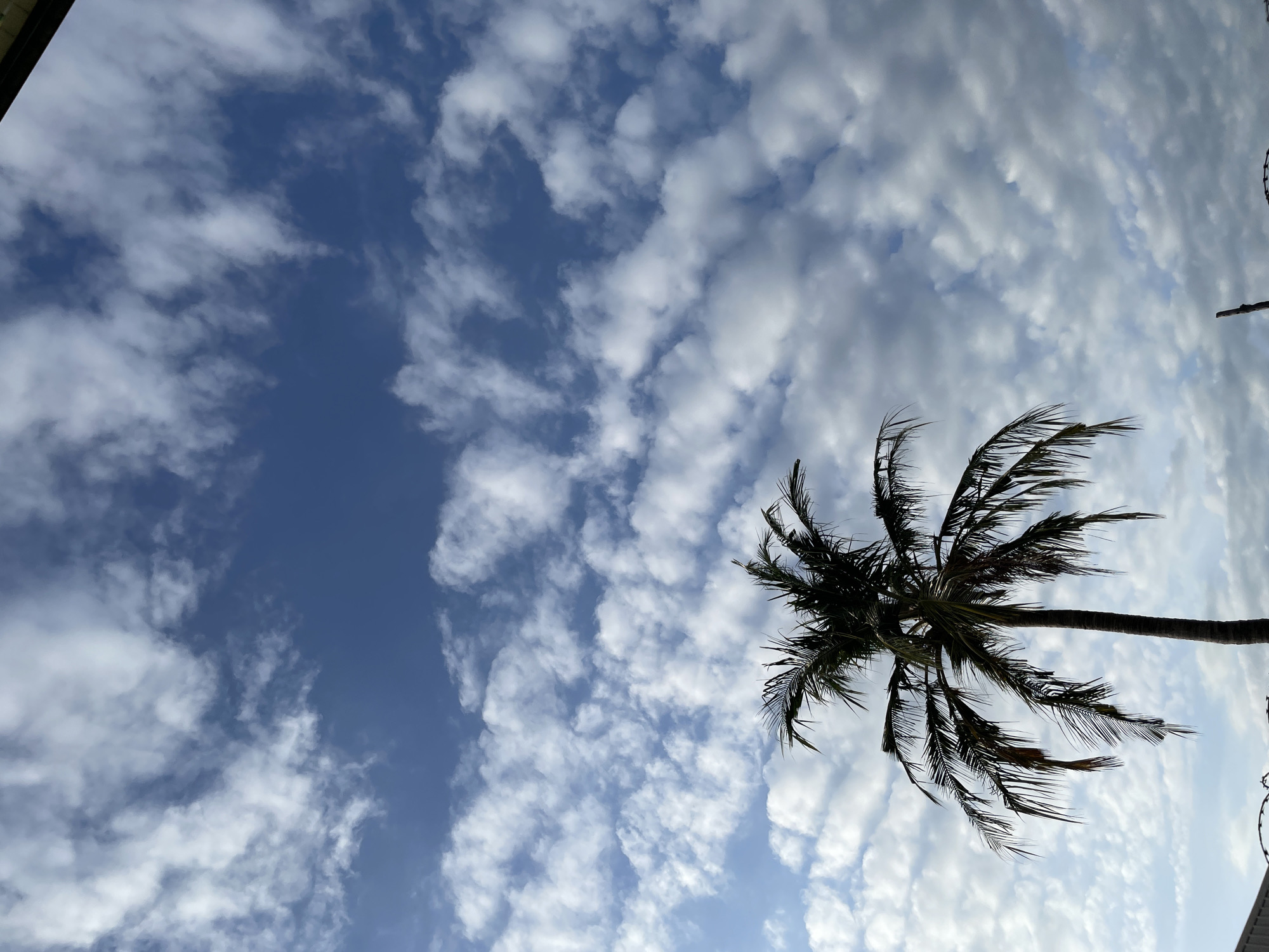The image captures a low-angle view of a palm tree against a blue sky interspersed with white, scattered clouds. The palm tree is positioned on the right side of the frame, with its trunk extending diagonally upwards and its fronds spread out. The sky transitions from a deep blue on the left to a lighter, cloudier area on the right. The top corners of the image contain glimpses of structures or objects, possibly parts of a building or utilities. Given the presence of a palm tree and the description provided, the image is likely taken in Ado, Nigeria, an urban area within the country. No people are visible in the frame.