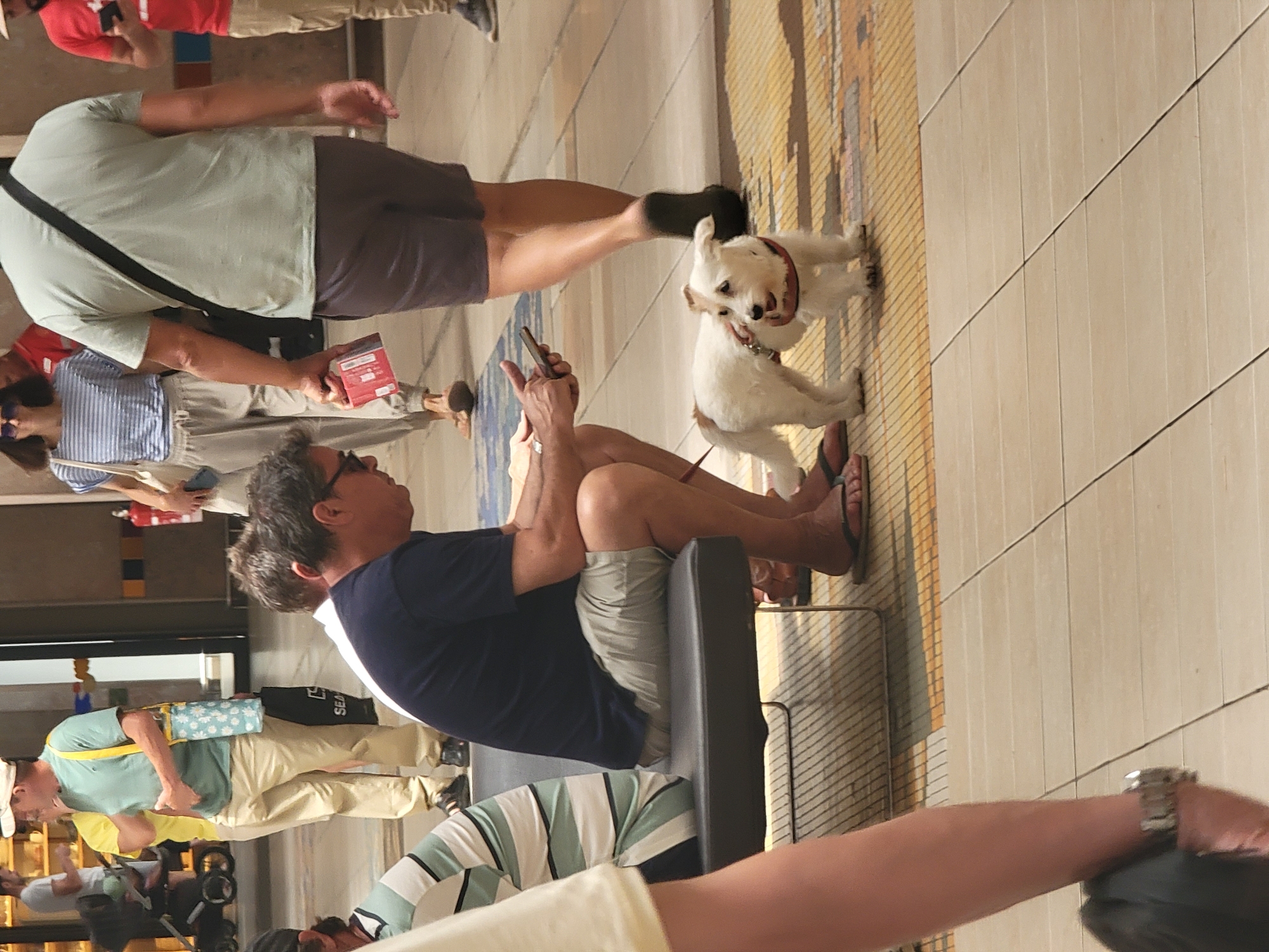 The image shows a group of people and a small white dog in what appears to be an indoor public space, possibly an airport or train station concourse, based on the tiled flooring and seating.
In the foreground, a man is seated on a dark grey bench, wearing a navy blue t-shirt and light grey shorts. He is holding a smartphone in his right hand, seemingly interacting with it. To his left, another person's arm is visible, wearing a watch on their left wrist.
A small white dog with brown markings on its head and ears is standing on the tiled floor in front of the bench. It is wearing a red collar and a leash, and appears to be looking to its right. The dog is positioned between the seated man and another person whose legs are partially visible.
In the mid-ground, a man wearing a light green t-shirt and dark grey shorts is walking away from the camera, carrying a small red box in his right hand. He has a black strap across his chest. Behind him, a woman in a striped t-shirt and light-colored pants is walking towards the camera, carrying a beige tote bag. To the left of the woman, another person is partially visible.
In the background, more people are present, including a man in a red t-shirt and khaki shorts, holding a smartphone. A baby stroller is also visible on the far left. The environment features tiled floors with a patterned area in the center and large vertical columns. The lighting suggests an indoor setting, possibly with natural light filtering in from a distance.
While the scene is indoors and features elements common to transportation hubs, there is no specific visual information within the image that definitively places it in Faro, Portugal. The description is limited to the observable elements in the photograph.