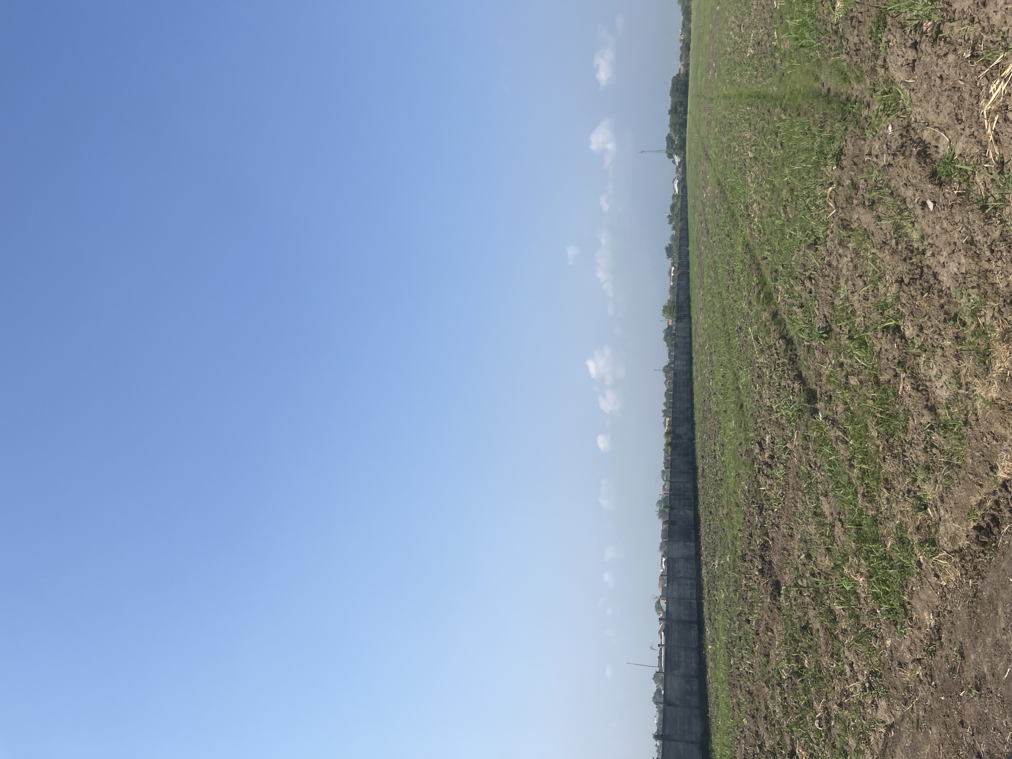 A wide, vertical shot captures a rural landscape in Sidoarjo, Indonesia. The foreground features a freshly tilled field with sparse green shoots emerging from the dark soil. In the mid-ground, a long, grey concrete wall stretches horizontally across the image, forming a boundary. Beyond the wall, a line of houses with red roofs is visible, interspersed with trees and vegetation. The background is dominated by a clear, bright blue sky with a few wispy white clouds. The overall impression is one of an agricultural area on the outskirts of a residential zone.