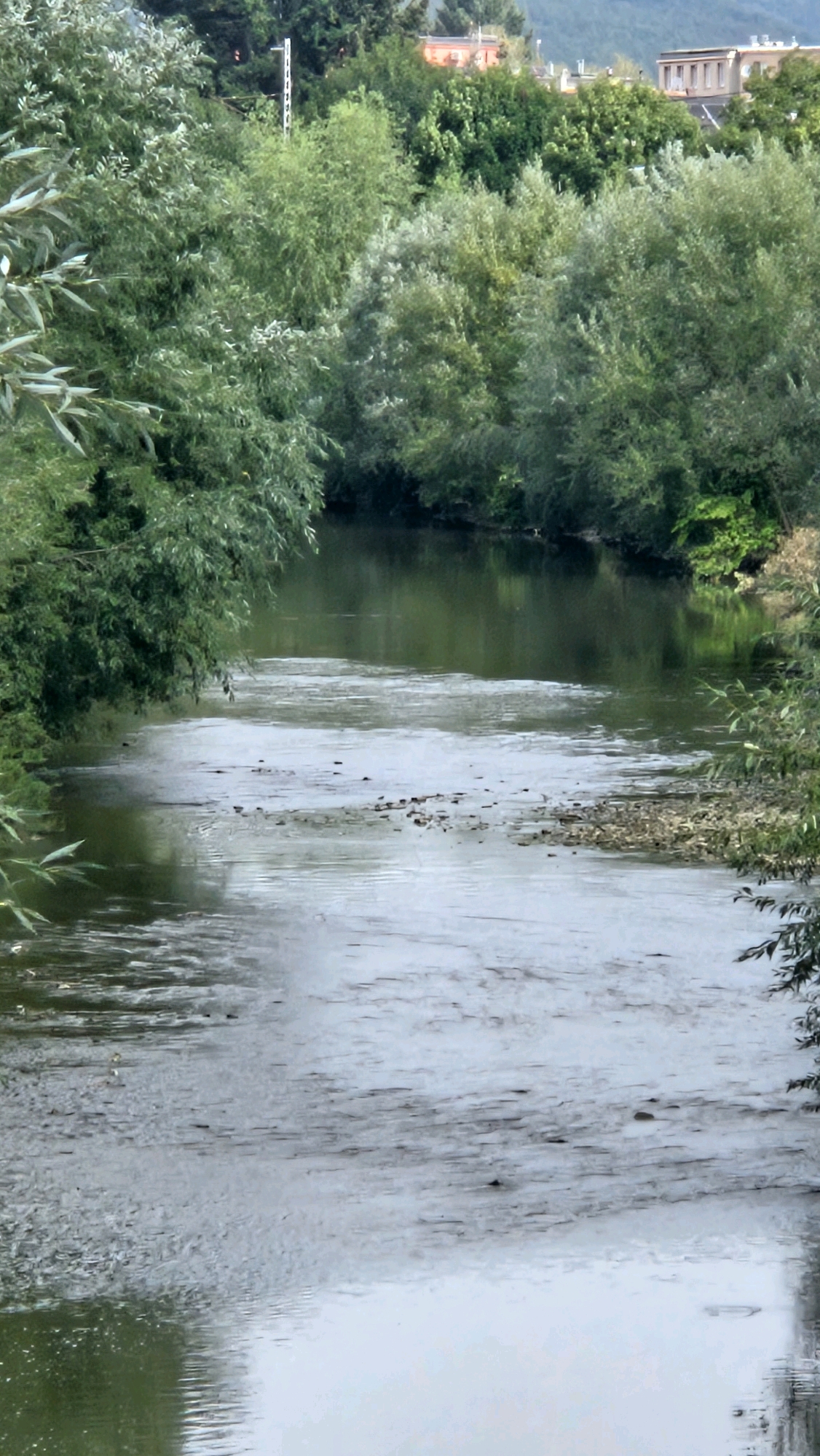 The image shows a river flowing through a green, natural setting, likely within or on the outskirts of Prešov, Slovakia. The river is wide and shallow in parts, with visible rocks and sediment on the riverbed. The water's surface reflects the overcast sky and the lush green trees that line the banks. The trees are dense and varied, with some appearing to be willows, their leaves dangling towards the water. In the background, peeking through the trees, are some buildings, including a light-colored rectangular building with multiple windows and a pink-toned building. A white utility pole with horizontal accents stands tall among the trees. The overall atmosphere is serene and natural, suggesting a park or a rural area adjacent to the city. There are no people or animals visible in the image.