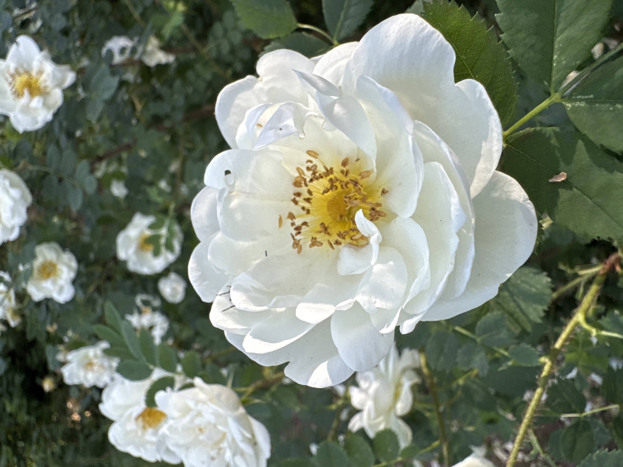 The image is a close-up, overhead shot of a white rose in bloom, with other white roses and green foliage in the background. The rose in the foreground is large and detailed, showcasing its delicate white petals and a vibrant yellow center with prominent brown stamens. Sunlight casts soft shadows on the petals, highlighting their textured surface. Several smaller white roses are visible throughout the frame, some in focus and others blurred, creating a sense of depth. The overall scene is one of natural beauty, suggesting a garden or park setting in Zelenaya Roshcha, Russia. The lighting indicates it is daytime, likely morning or late afternoon due to the soft, diffused light. There is no text visible in the image.