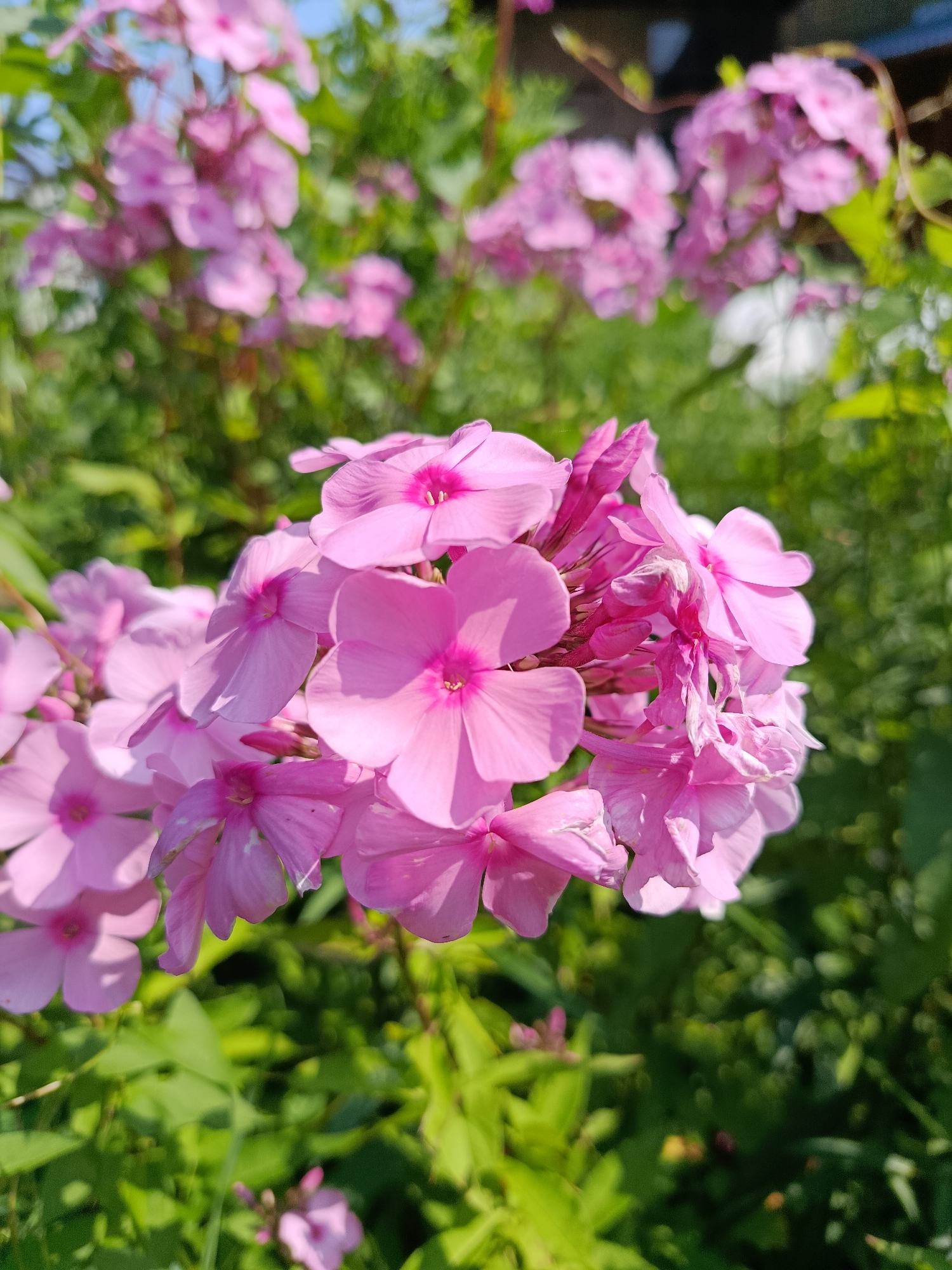 The image is a close-up photograph of a cluster of bright pink phlox flowers in bloom. The flowers are predominantly in focus, with their delicate petals and vibrant centers clearly visible. Some of the flowers are fully open, while others are still in bud. The background is a soft blur of green foliage and hints of other pink flowers, suggesting a garden setting. The lighting indicates it is daytime, with sunlight illuminating the flowers and casting soft shadows. The scene appears to be outdoors, with no people or man-made structures prominently featured. The general impression is one of natural beauty and abundance. The prompt asks for the location to be in Verea, Russia; however, there is no visual information within the image that would allow for this specific geographical identification.