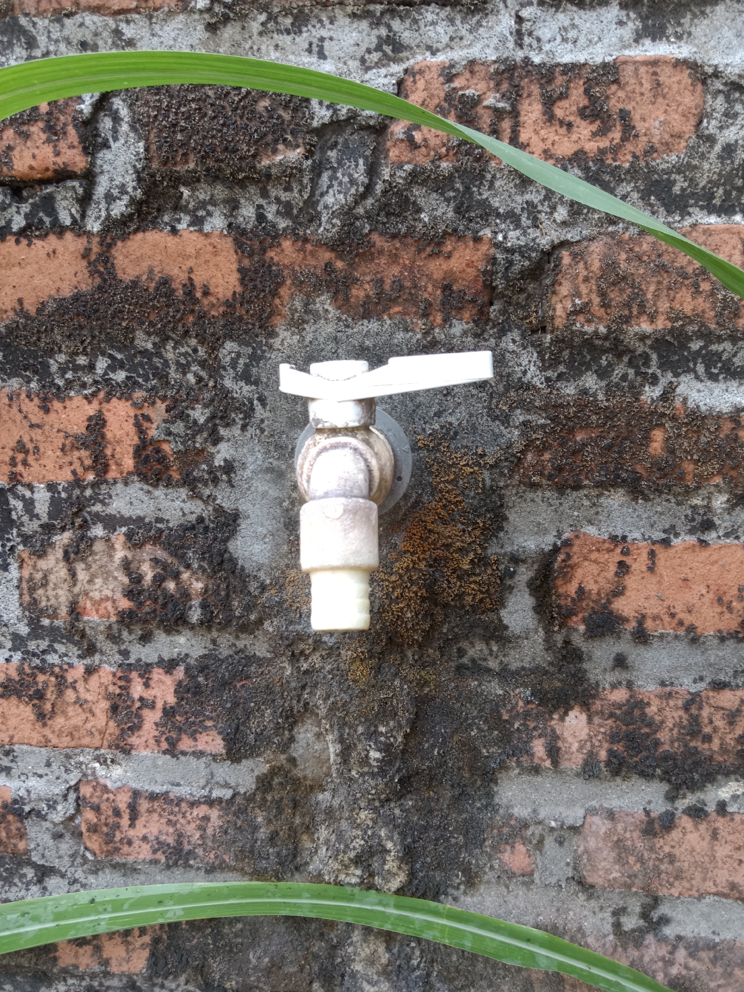 A white faucet is mounted on a weathered brick wall. The bricks are a reddish-orange color, with gray mortar filling the gaps. The wall appears to be old and somewhat neglected, with patches of dark discoloration and moss growth visible. Two green leaves, likely from a plant, curve into the frame from the top and bottom edges, adding a touch of nature to the otherwise stark scene. The faucet itself is simple in design, with a white handle and a white spout. It is positioned centrally on the wall. The background is the textured surface of the brick wall, with varying shades of gray and orange. The image is taken in Pacing, Indonesia.
