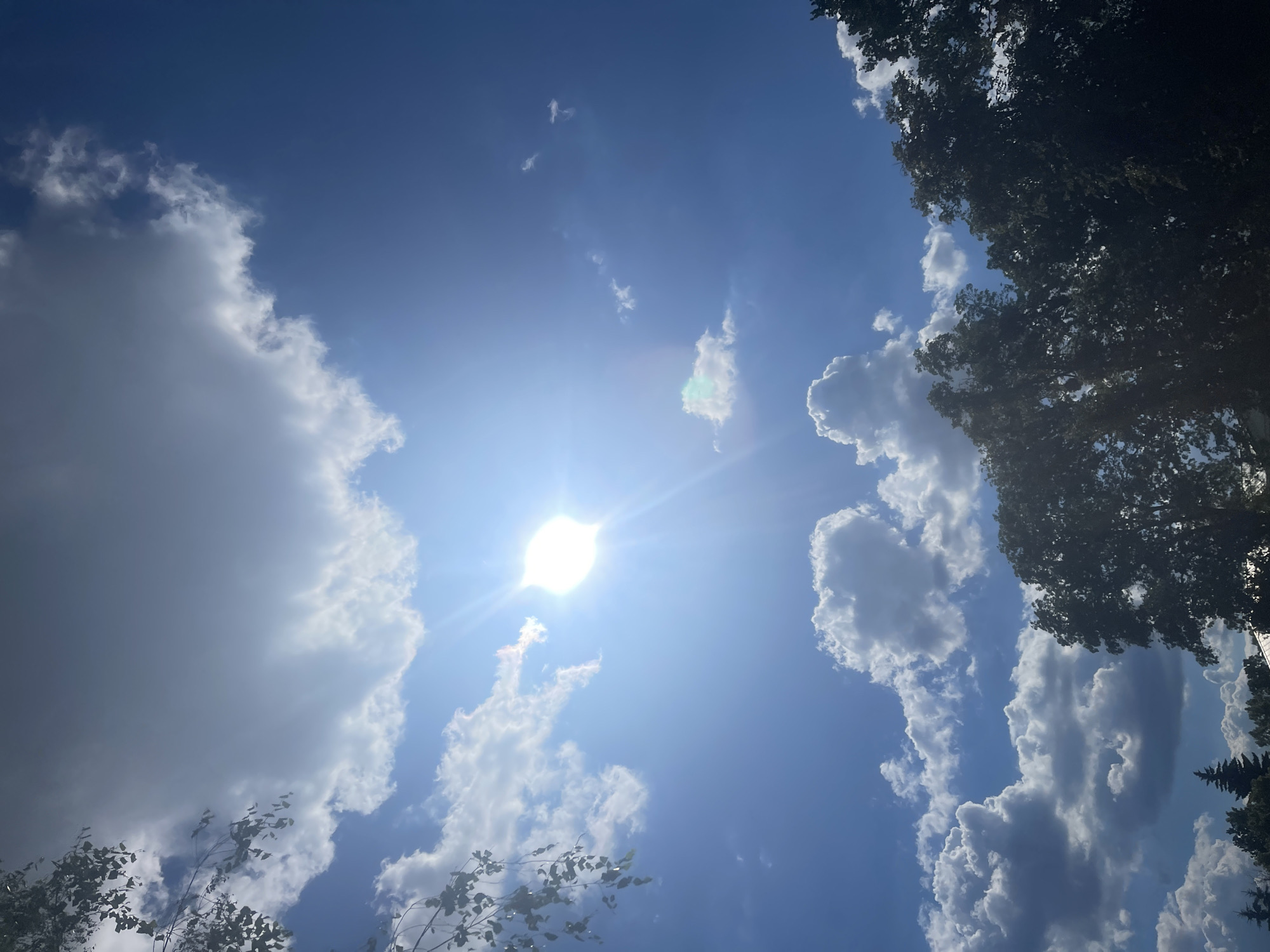 This is a low-angle, vertical shot of a bright, sunny sky with scattered clouds and silhouetted treetops in the foreground. The sun, appearing as a brilliant white orb with visible rays, is positioned in the upper center of the frame. Cumulus clouds, some large and white, others darker and more diffused, are spread across the blue sky. A branch with leaves is visible in the upper left corner, also silhouetted against the sky. The bottom portion of the image shows the dark green foliage of trees, with the very top of some buildings and evergreen trees faintly visible at the bottom edge. The scene depicts a clear, sunny day with a mix of sun and cloud cover.