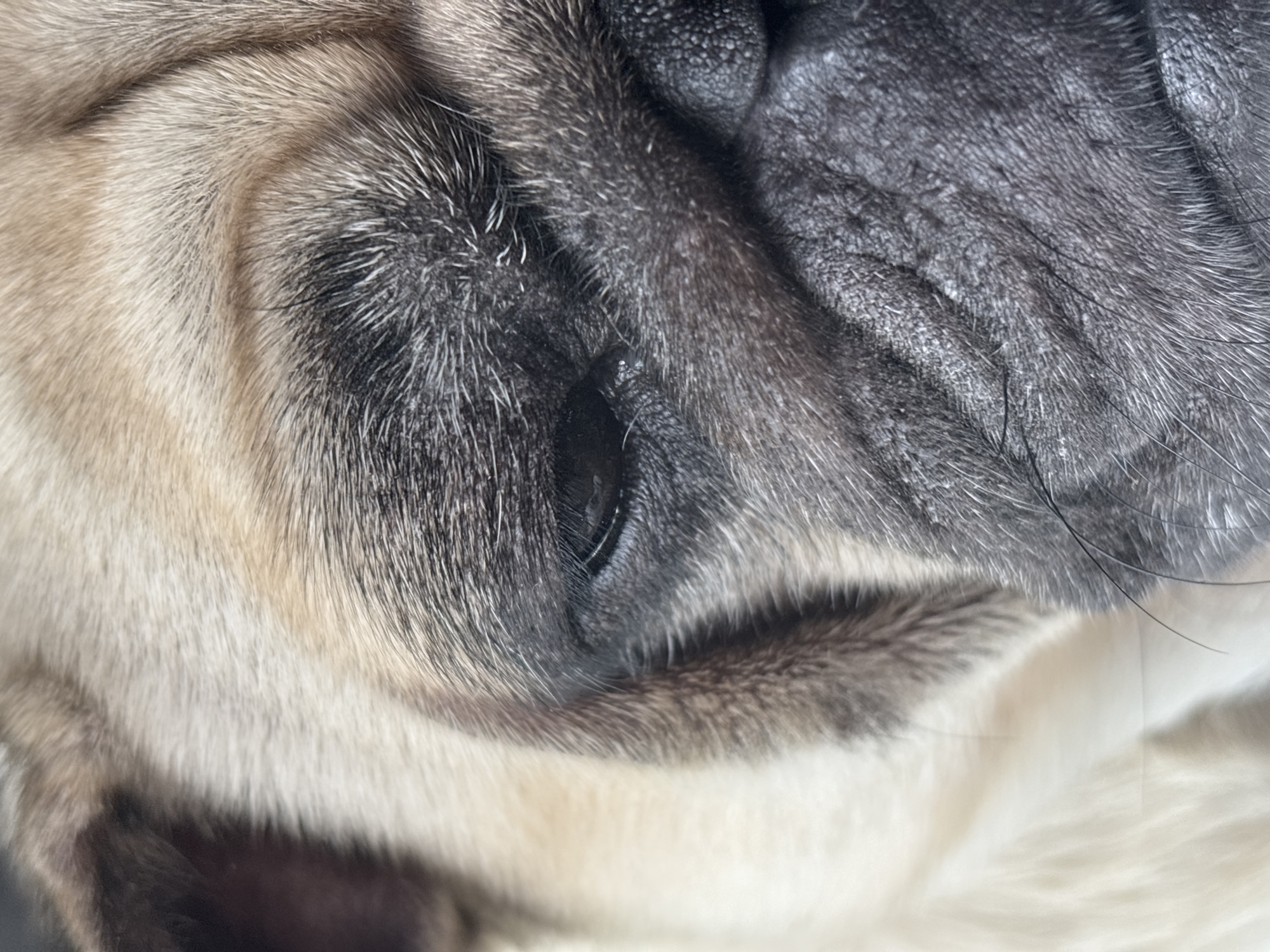 This is a close-up, high-angle, full-frame shot of a pug's face. The pug's fur is primarily a fawn color with dark grey and black markings around the eyes and nose. The image is focused on the pug's left eye and snout, highlighting the texture of its wrinkled skin and short fur. There are no people, objects, or environmental details visible that would suggest a location in Sochi, Russia, or any other specific city. The scene is devoid of any action or interaction.
