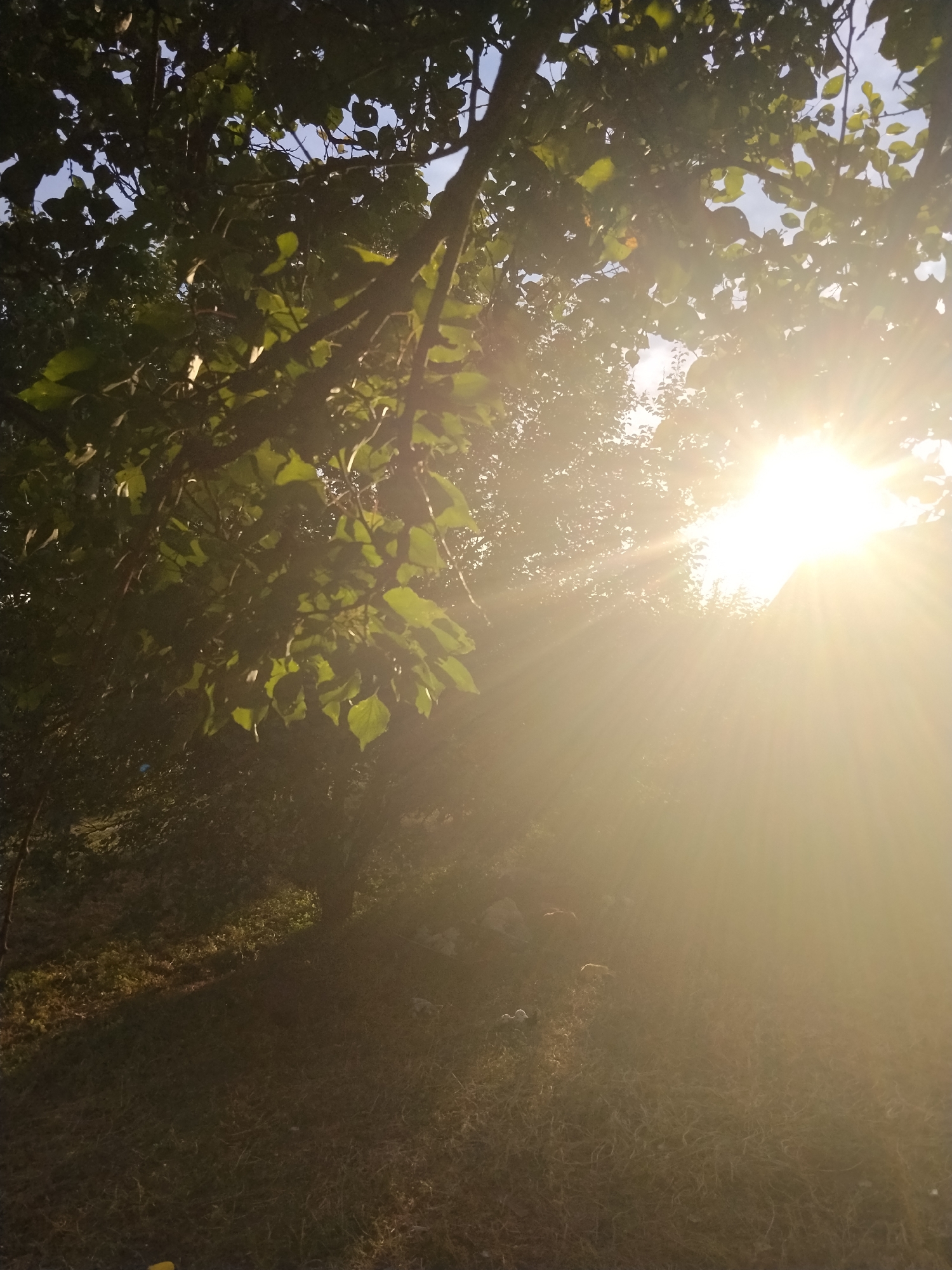 The image depicts a natural outdoor scene, likely a backyard or undeveloped area, bathed in the bright glare of the sun. The sun's rays are intensely strong, causing lens flare and obscuring details in the upper right portion of the frame. Lush green foliage from trees occupies the upper left and central areas of the image, with sunlight filtering through the leaves, creating a dappled effect. The ground below is covered in grass and some dry vegetation, with shadows cast by the trees. In the lower middle of the frame, amidst the grass and in the illuminated area, there appear to be several small white objects, possibly animals or scattered debris. The overall impression is one of a sunny day in a natural setting. The location is specified as being in the city of Ustyvytsia, Ukraine.