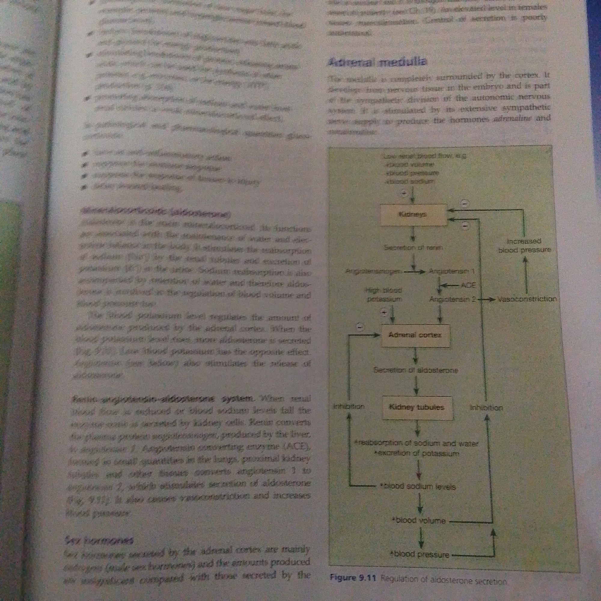 The image is a page from a biology textbook showing a diagram illustrating the regulation of aldosterone secretion. The diagram is on the right side of the page, and text describing the adrenal medulla and the renin-angiotensin-aldosterone system is on the left. The diagram shows the kidneys secreting renin, which leads to the formation of angiotensin II. Angiotensin II then stimulates the adrenal cortex to secrete aldosterone. Aldosterone acts on the kidney tubules to increase sodium and water reabsorption and potassium excretion, leading to increased blood volume and blood pressure. The text on the left elaborates on these processes and also briefly mentions sex hormones secreted by the adrenal cortex.
There is no information within the image that indicates a location in Jalingo, Nigeria.