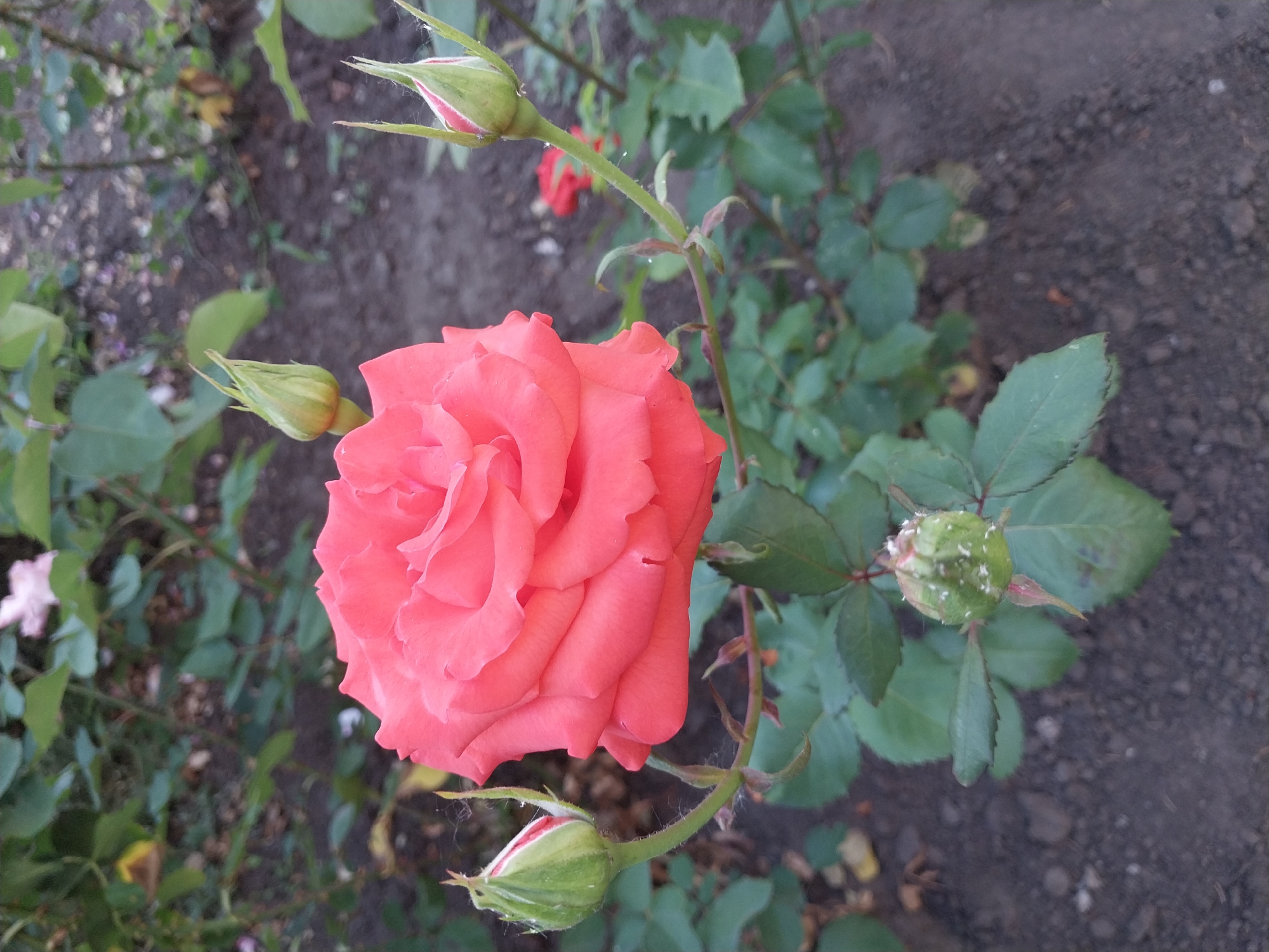 A close-up shot focuses on a vibrant salmon-pink rose in full bloom, its petals unfurling in soft, layered curves. To the left of the main bloom, a green rosebud with hints of red at its tip stands partially open. Another similar rosebud is positioned to the upper right of the main flower, and a third, smaller bud with a speckled green calyx and a hint of pink at its tip, is visible at the bottom left. The rose is situated in a garden bed with dark, rich soil, and surrounded by lush green foliage. The background is softly blurred, showing more green leaves and hints of other plants. The lighting suggests it is daytime, with natural light illuminating the scene. The image was taken in Doslidne, Ukraine.