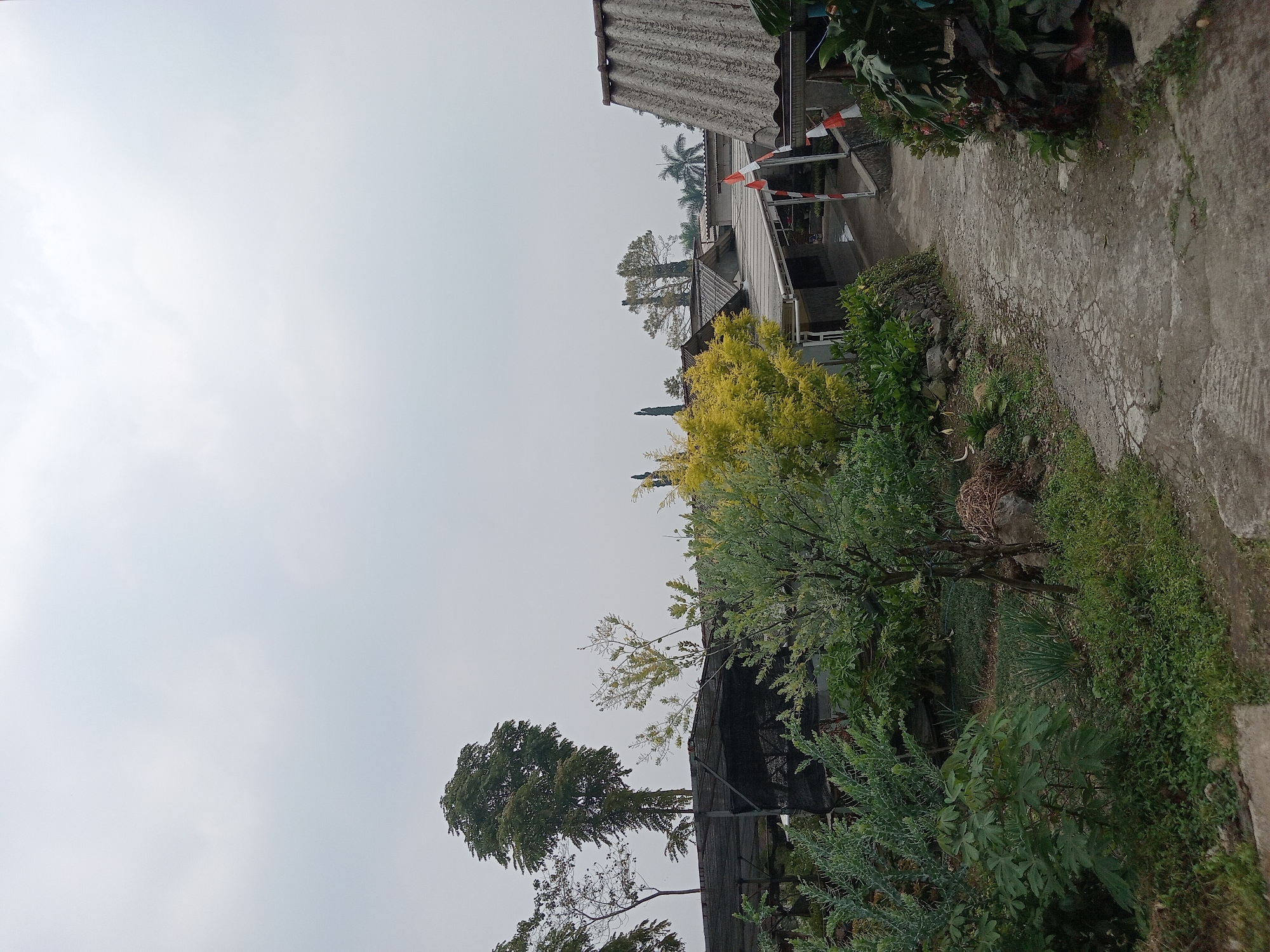 The image depicts a residential area in Claket, Indonesia, characterized by a narrow, cracked concrete pathway winding through lush greenery and several buildings. The pathway is flanked by dense vegetation, including various bushes, leafy plants, and a small tree with light green foliage. In the foreground, the pathway shows signs of wear and tear, with visible cracks and uneven surfaces.
To the left of the pathway, a large, multi-branched tree with dark green leaves dominates the mid-ground, partially obscuring a dark, netted structure that appears to be a type of greenhouse or shading system. Behind this, the roofs of several buildings are visible, constructed with a combination of dark, textured material and lighter, corrugated roofing.
To the right of the pathway, another building with a grey, corrugated roof is prominent. This building has a steep pitch. Small Indonesian flags, red and white, are displayed on poles near this building, indicating a celebratory or nationalistic context. Further back, more roofs are visible, suggesting a densely populated residential area. The background is dominated by a hazy, overcast sky. Several other trees of varying sizes and foliage colors are scattered throughout the scene, including one with bright yellow leaves. The overall impression is one of a slightly overgrown, but lived-in, semi-urban environment. No people are visible in the image.