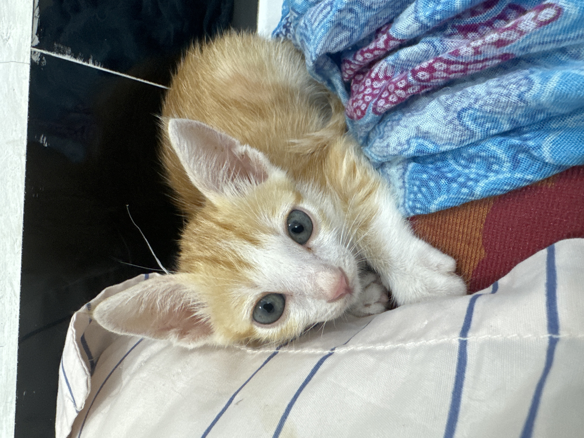 A small orange and white kitten is lying down on a striped white and blue pillow. The kitten has light blue eyes and is looking directly at the camera. Behind the kitten, there is a blue patterned cloth and a dark, possibly black, wall. The location is Mũi Né, Vietnam.