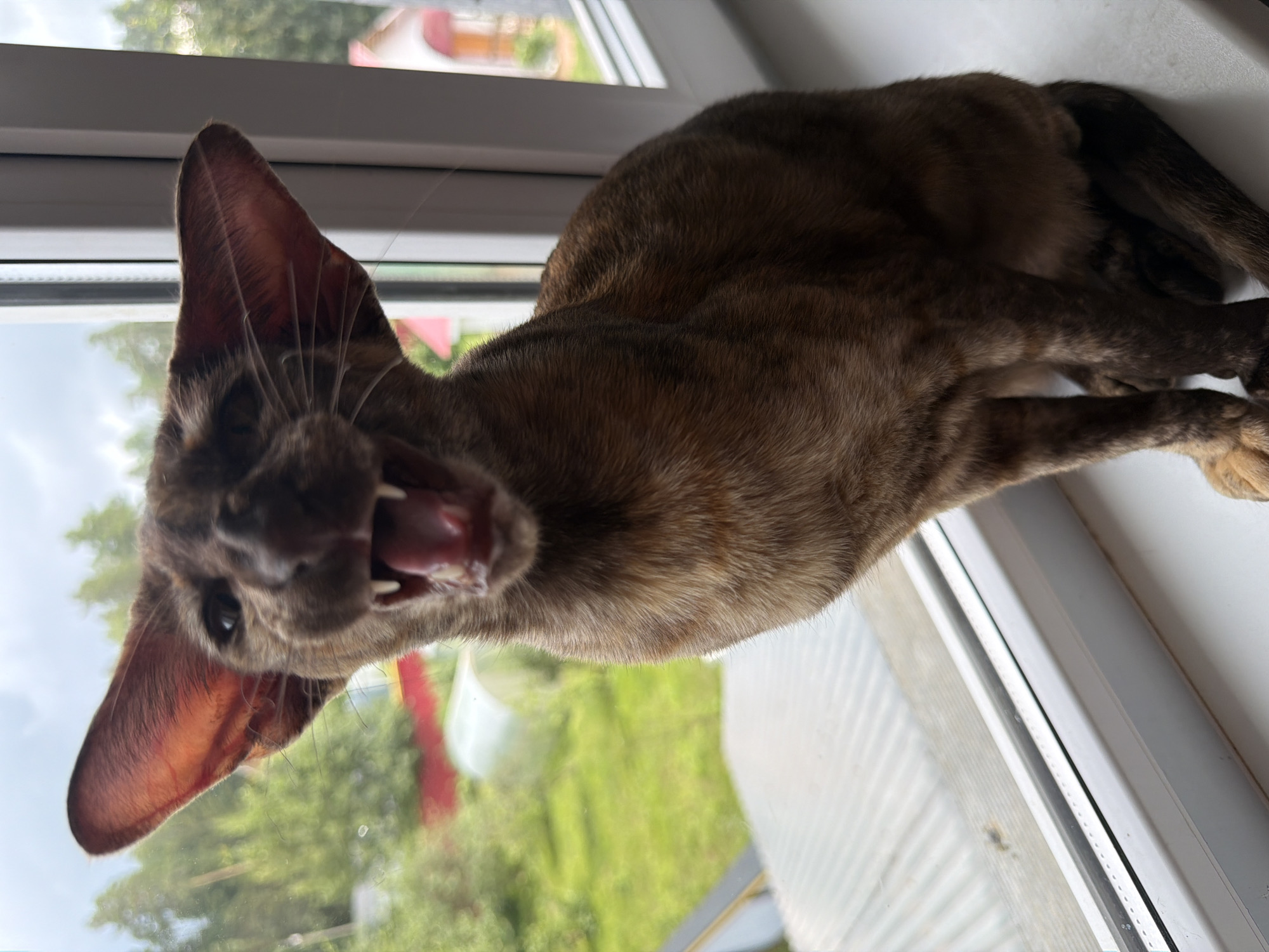 A brown tabby cat with large ears sits on a white windowsill, its mouth open and teeth visible. The cat is looking directly at the camera. Outside the window, a green lawn, trees, and a greenhouse are visible. In the background, there are parts of houses with red roofs. The sky is overcast. The location is a residential area in Chaikovsky, Russia.
