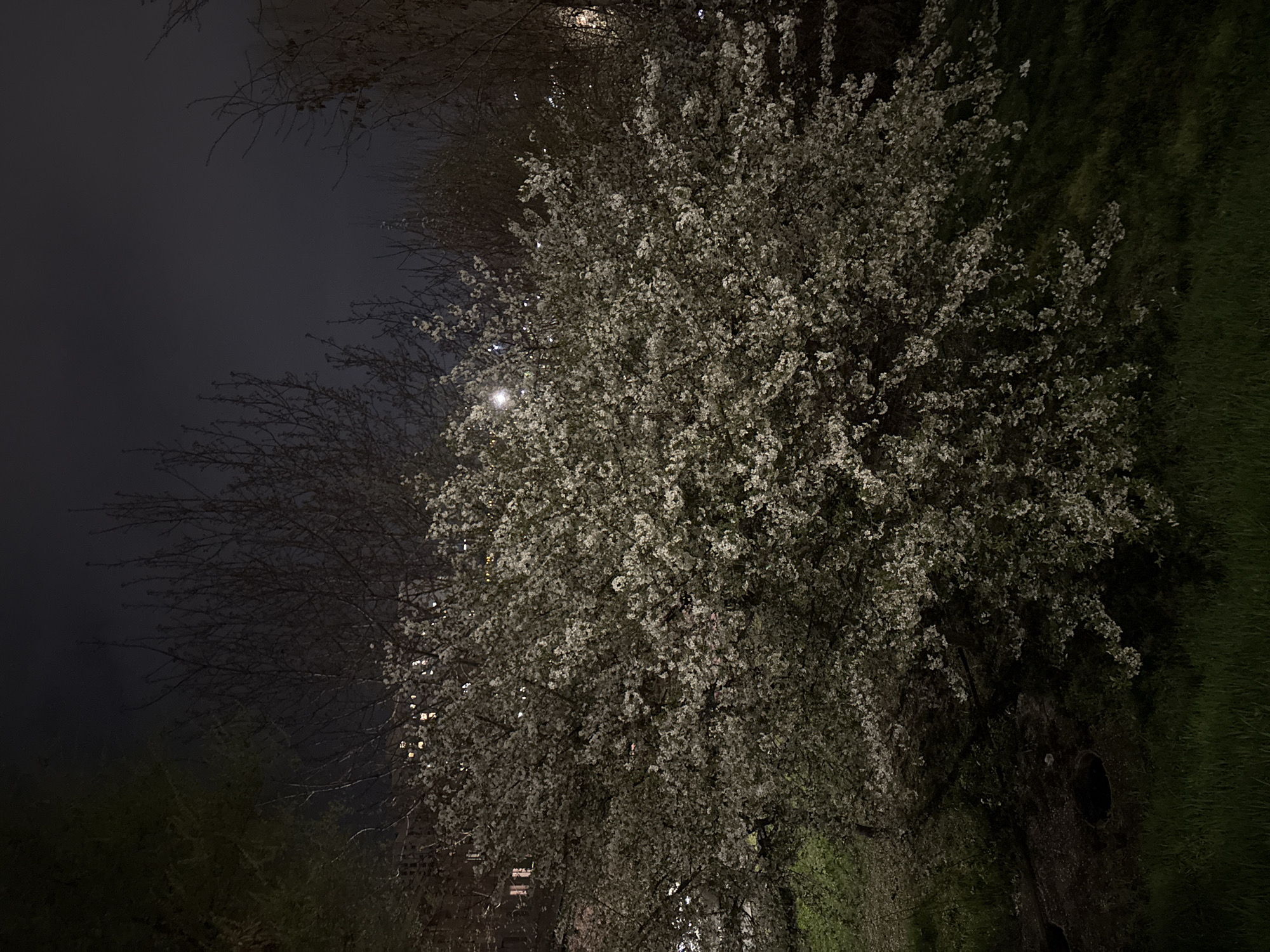 The image depicts a blooming tree, likely a flowering cherry or crabapple, at night. The tree is full of white blossoms and illuminated by a light source, possibly a streetlamp, positioned behind or within the tree. The background is dark, suggesting nighttime, and includes bare tree branches extending towards the upper left. Green grass is visible on the right side of the image. In the distant left, some building lights are faintly visible, which could potentially be in Yerevan, Armenia, as specified. The overall scene is tranquil and emphasizes the beauty of the tree in bloom.
