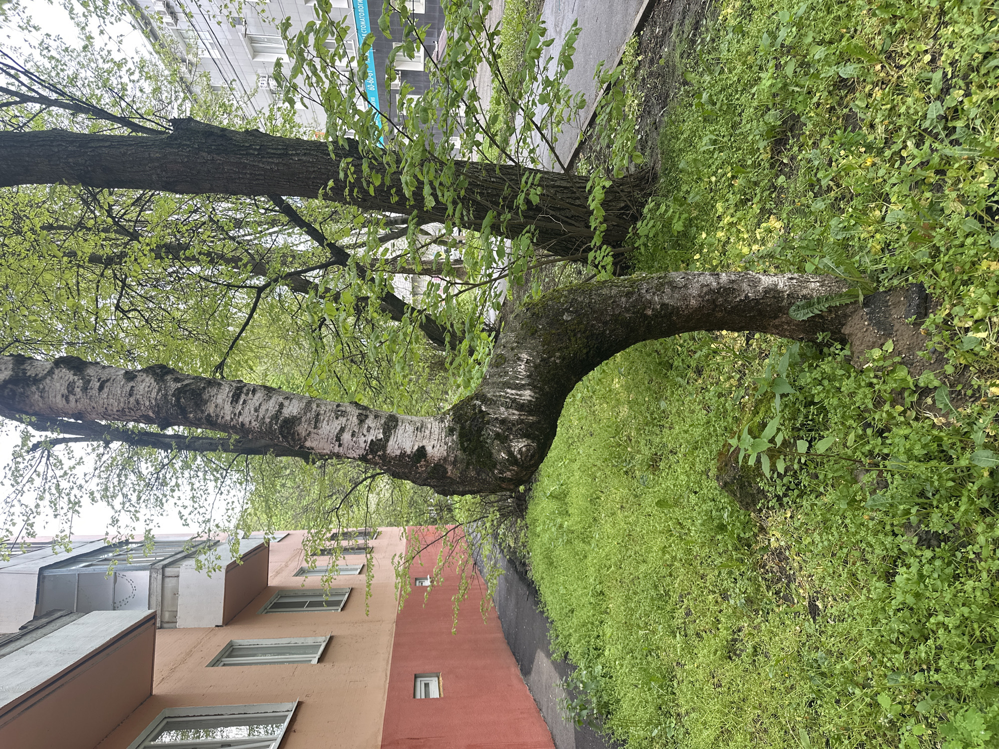 The image shows a birch tree growing horizontally from the ground, its trunk curving sharply upwards. The base of the tree is surrounded by lush green ground cover. Behind the tree, a paved walkway separates the vegetation from a building with a light peach and reddish-brown facade, featuring several windows. In the background, another tree with a darker trunk is visible, along with a building displaying signage in what appears to be a city street. The location seems to be an urban environment with a mix of greenery and buildings. The city and country are unknown.