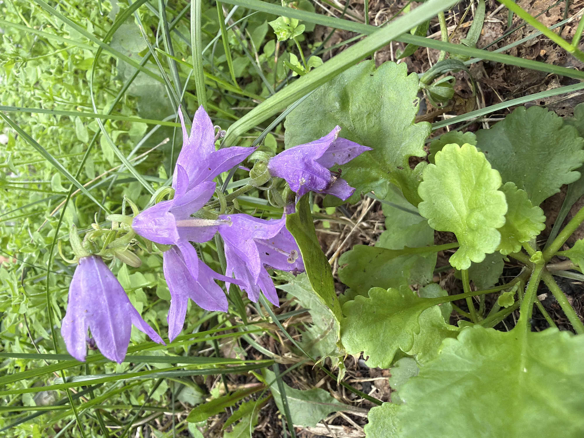 A cluster of purple bell-shaped flowers, likely a species of Campanula, is the central subject of this close-up photograph. The flowers are in various stages of bloom, with some fully open and others still developing. They are surrounded by lush green foliage, including broad, serrated leaves at the base of the plants and slender blades of grass. The background is a blur of green vegetation, suggesting an outdoor, natural setting. The lighting indicates it is daytime, possibly overcast due to the soft shadows. The scene is set amidst the natural landscape of Altayskiye Zori, Russia, a region known for its diverse flora and scenic beauty. There are no people or discernible human activity in the image.