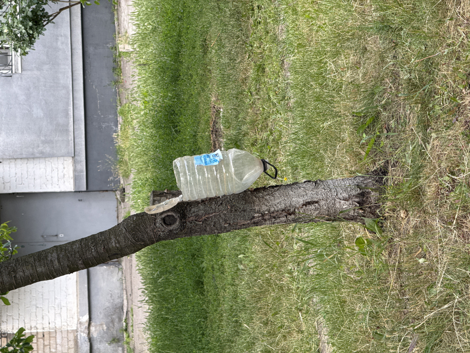 A close-up, eye-level shot shows a plastic water bottle suspended from a tree trunk, in an outdoor urban setting. The tree trunk is rough and dark brown, with a visible knot and some minor damage. The clear plastic bottle is large, with a blue and white label, and appears to be mostly empty. It is attached to the tree with a black string or wire. The background consists of a patchy lawn with green grass and some dry, yellowing blades. Behind the lawn, a building with a grey facade and white brick accents is visible, along with a grey door. The sky is not visible in the frame. The scene is well-lit, suggesting it is daytime.
