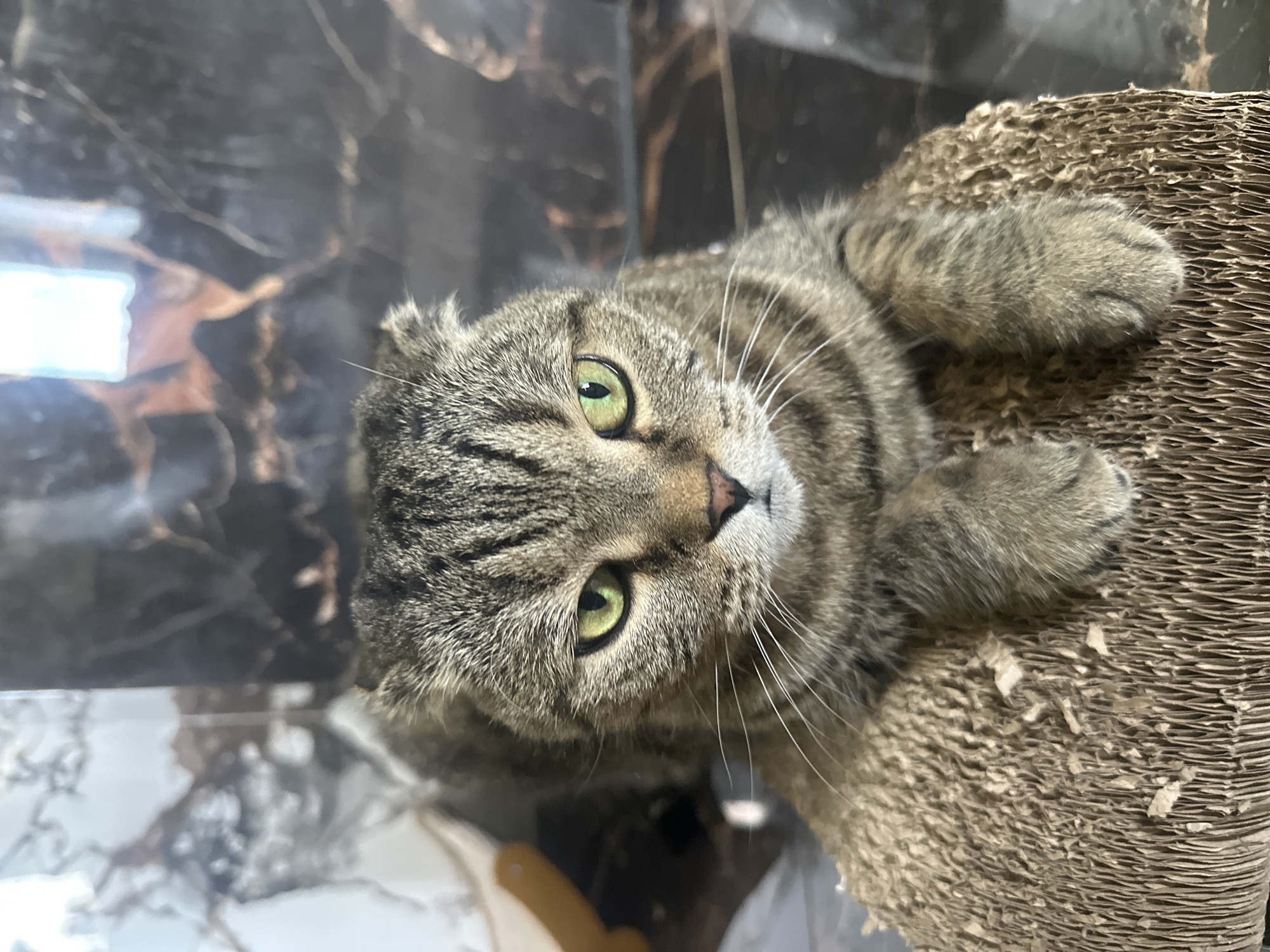 A close-up, eye-level shot captures a Scottish Fold cat with green eyes resting on a cardboard scratching pad. The cat is facing forward, with its paws resting on the textured surface. Its fur is a mix of brown and black stripes. The background is out of focus, showing a marbled pattern on the wall, suggestive of a bathroom or kitchen. There are no people present in the image. The location is not specified in the image or provided context.