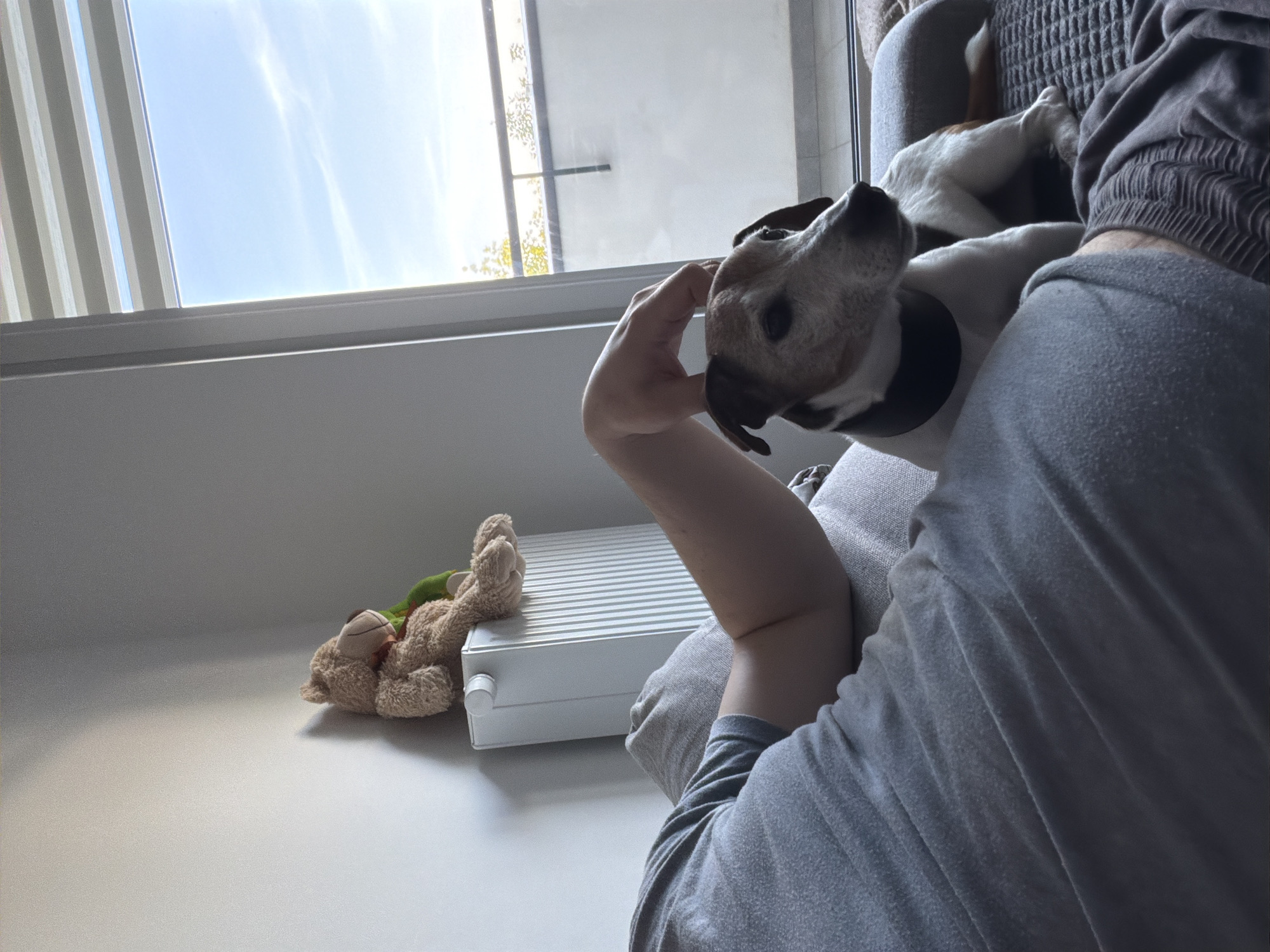 A person wearing a gray t-shirt is petting a Jack Russell terrier on a couch. The dog is wearing a black collar and is looking towards the right of the frame. Behind the person, a teddy bear is sitting on a white radiator next to a wall. To the right of the couch, a sliding glass door leads to a balcony with a railing. The sky is visible through the door, with some trees and clouds. The scene appears to be indoors, in a living room.