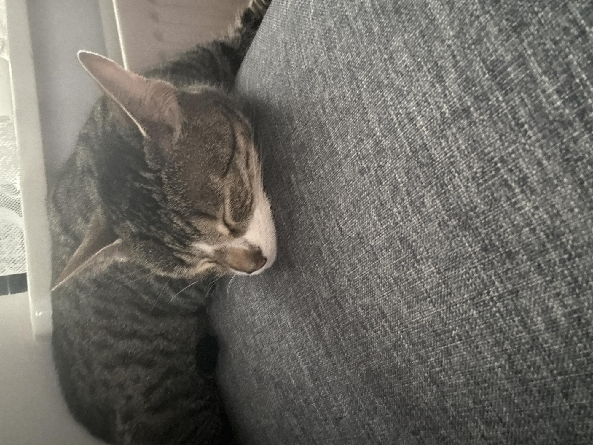 A tabby cat, characterized by grey-brown fur with distinct darker stripes and a white facial muzzle, is depicted sleeping on a textured, dark grey woven fabric surface. Its eyes are closed, indicating a state of rest. The cat's head is oriented towards the right side of the frame. Its left ear is prominently visible, pointed upwards with a subtly lighter-colored edge. In the background, a light-colored window sill is present, above which a segment of a white lace curtain is visible. To the right of the frame, a portion of a white radiator can be seen. The scene is located in the city of Sauðárkrókur, Iceland.
