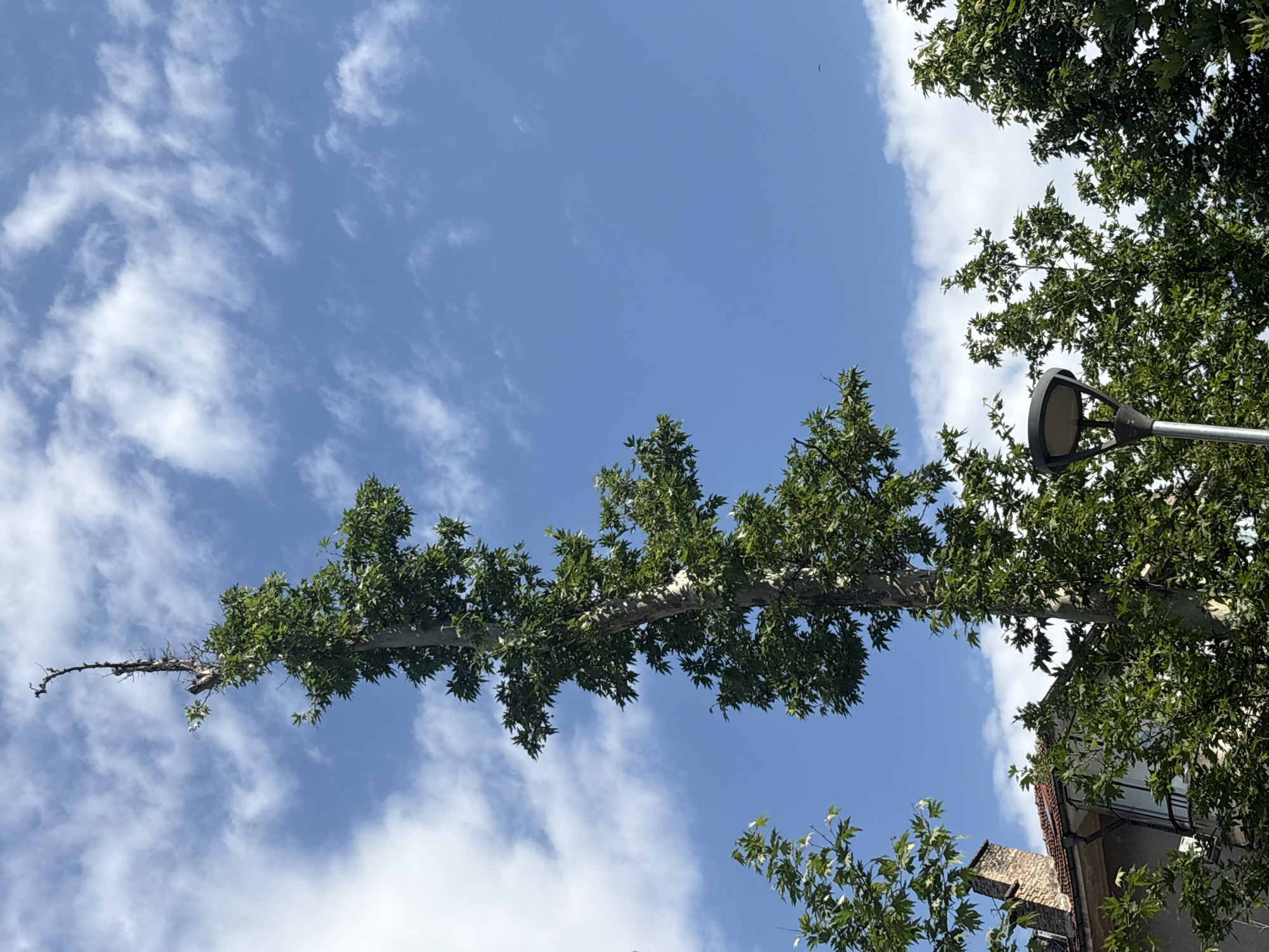 An upward-facing shot reveals a blue sky dappled with light clouds. A long, straight tree branch covered in green leaves extends horizontally across the frame. To the right of the branch, there's a street lamp and dense foliage. In the lower right, a building with a tiled roof is visible. The image was taken in Plovdiv, Bulgaria.