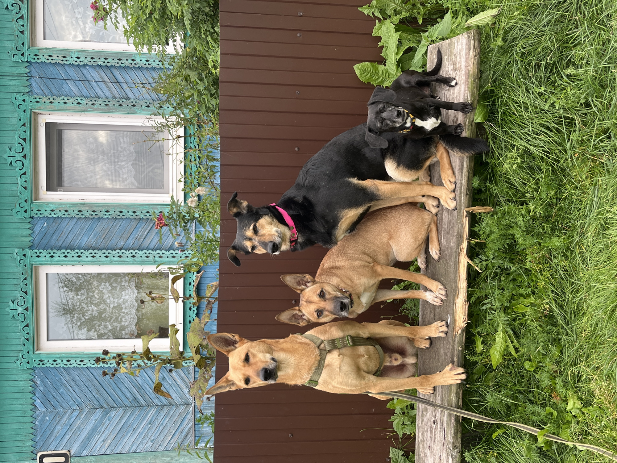 Four dogs are posing for a photo on a wooden bench in front of a brown fence. The dog on the far left is a medium-sized tan dog with a harness. Next to it is a smaller tan dog. Behind them and to the right is a black and tan dog wearing a pink collar. In front of the black and tan dog and to the right is a small black and white dog with a yellow collar. The background shows a traditional wooden house with blue siding and decorative window trim, characteristic of Russian folk architecture found in cities like Nizhny Tagil. The house has two windows with white frames and lace curtains visible inside. Green foliage and plants surround the bench and fence.