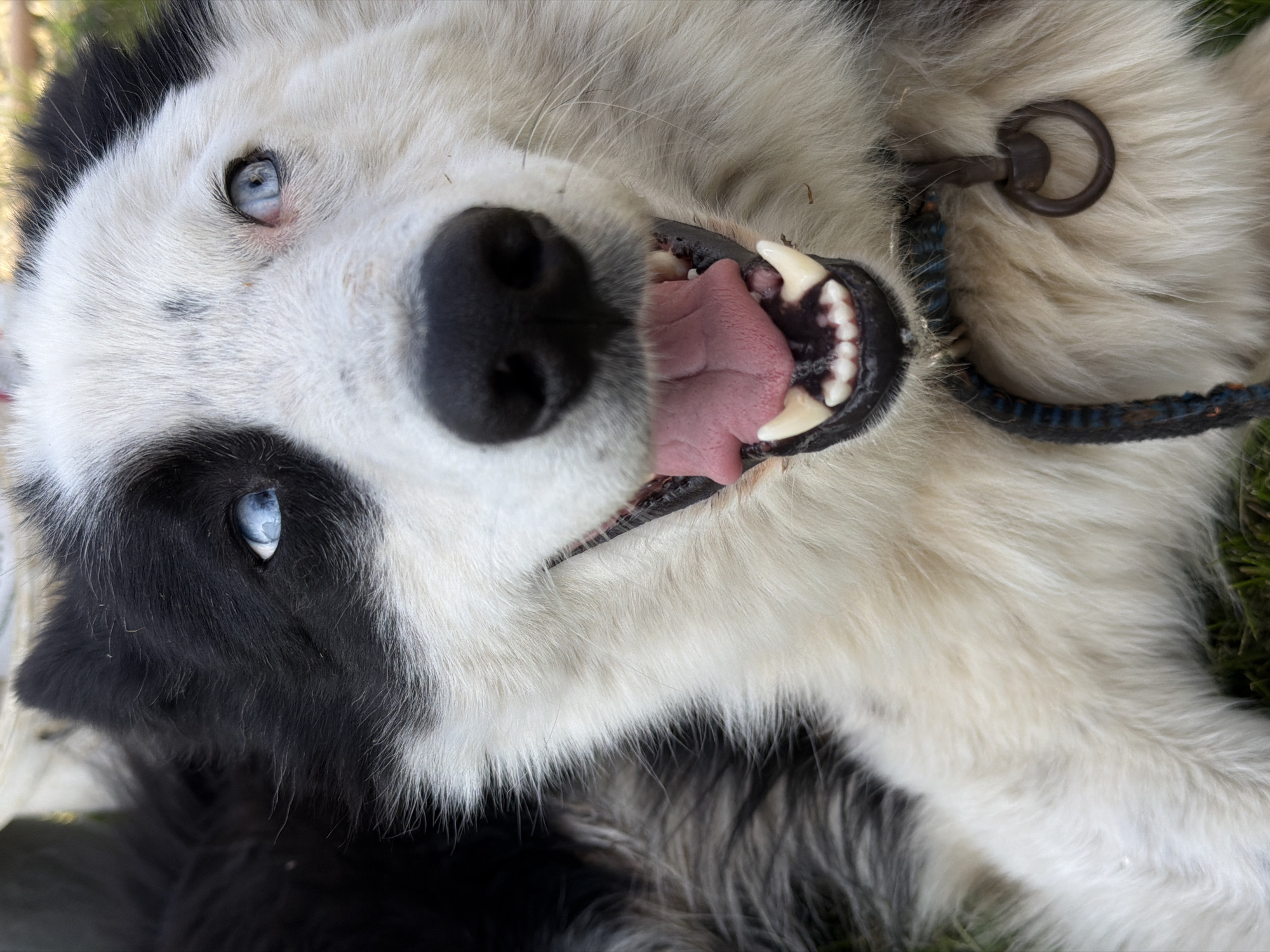 A close-up, low-angle shot of a medium-sized dog lying on its back, possibly on grass. The dog has black and white fur and piercing blue eyes. Its mouth is slightly open, revealing teeth and a pink tongue. A blue leash with a metal ring is attached to the dog's collar. The location is not identified as Kamyshin, Russia.