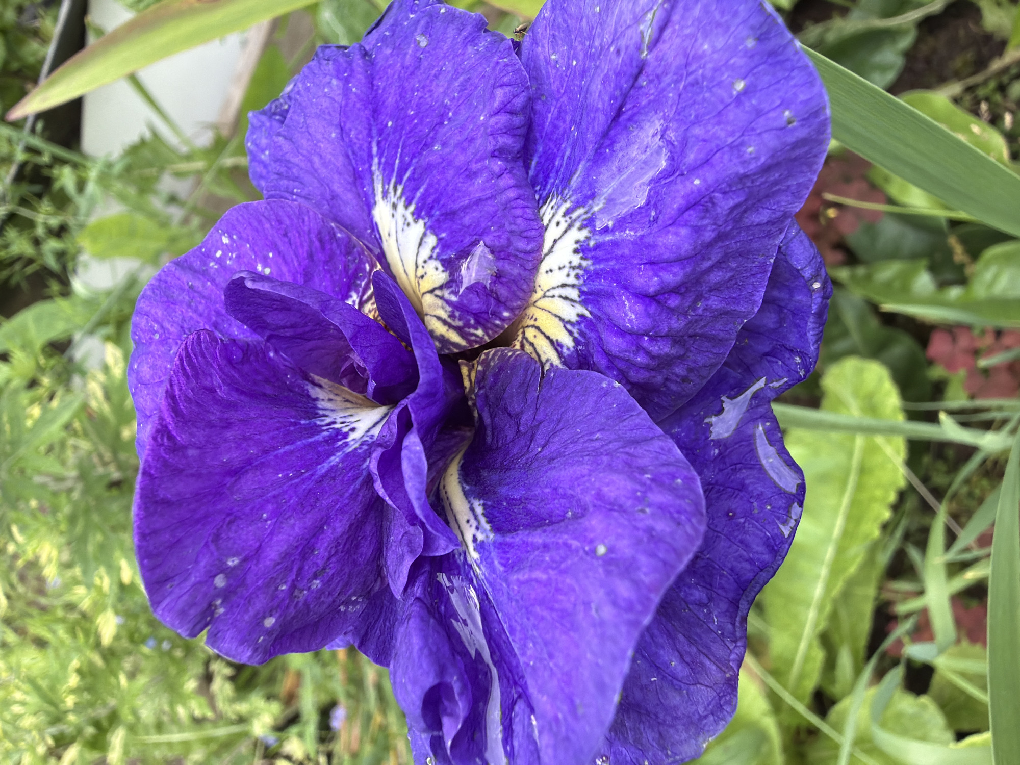 A close-up, low-angle shot captures a vibrant purple iris flower in bloom. The flower's petals are delicate and slightly ruffled, with streaks of yellow and white at the base of the petals. Small water droplets are visible on the petals, suggesting recent rain or dew. The background is blurred, showing green foliage and hints of other plants, creating a natural garden setting. The lighting is soft, highlighting the intricate details of the flower. The image is sharp and in focus, emphasizing the textures and colors of the iris.