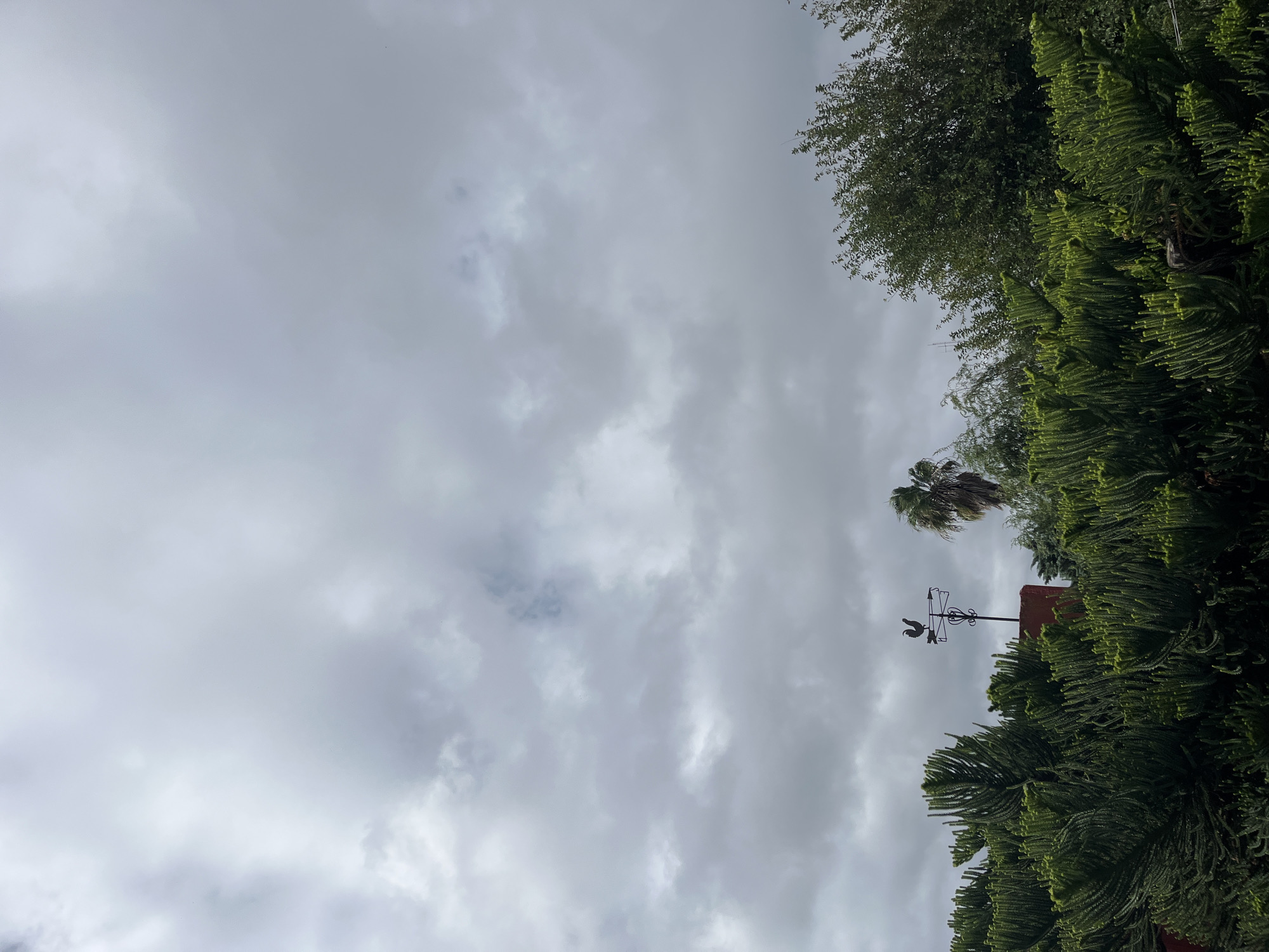 Overcast sky view with trees, a palm tree, a rooftop, and a weathervane with a rooster on top. Likely taken in Llavallol, Argentina.